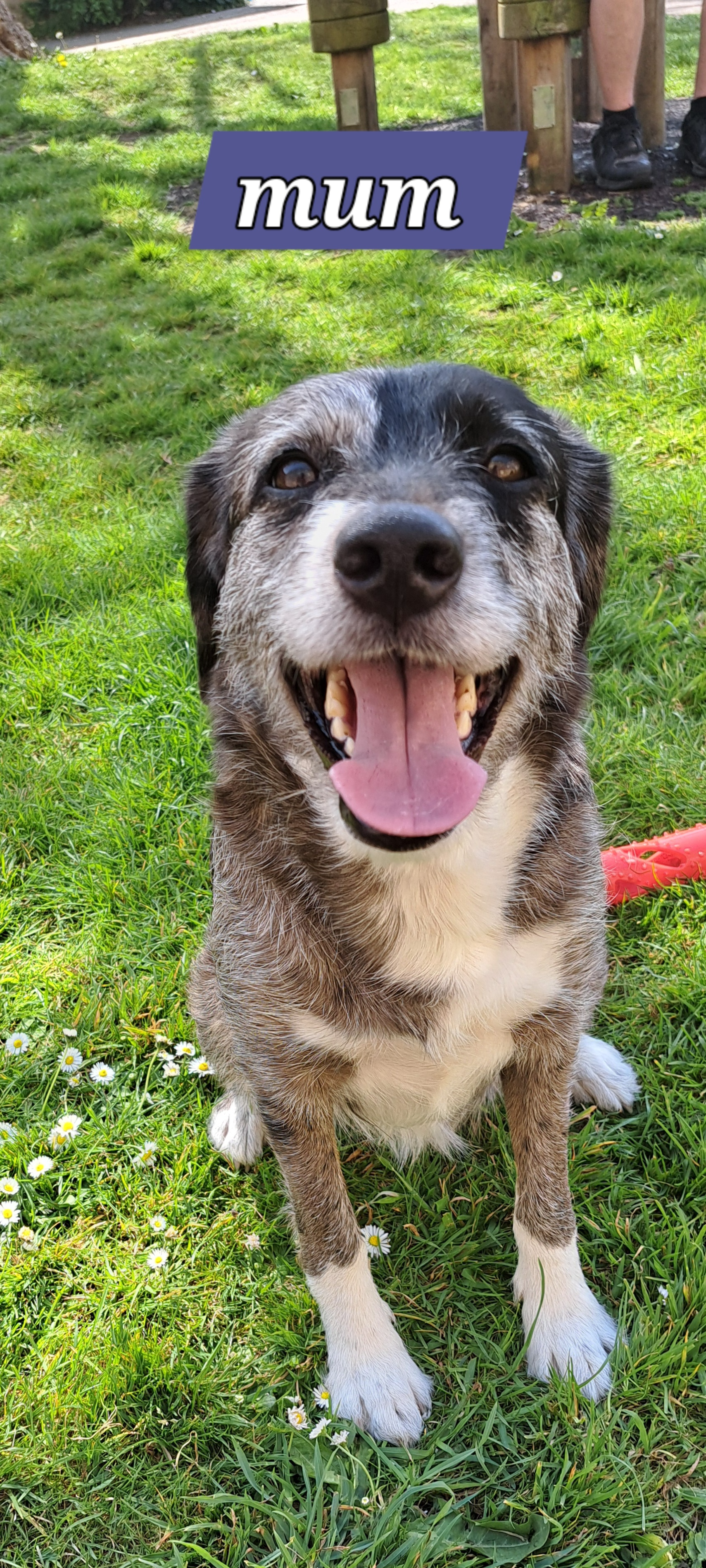 Collie cross staff