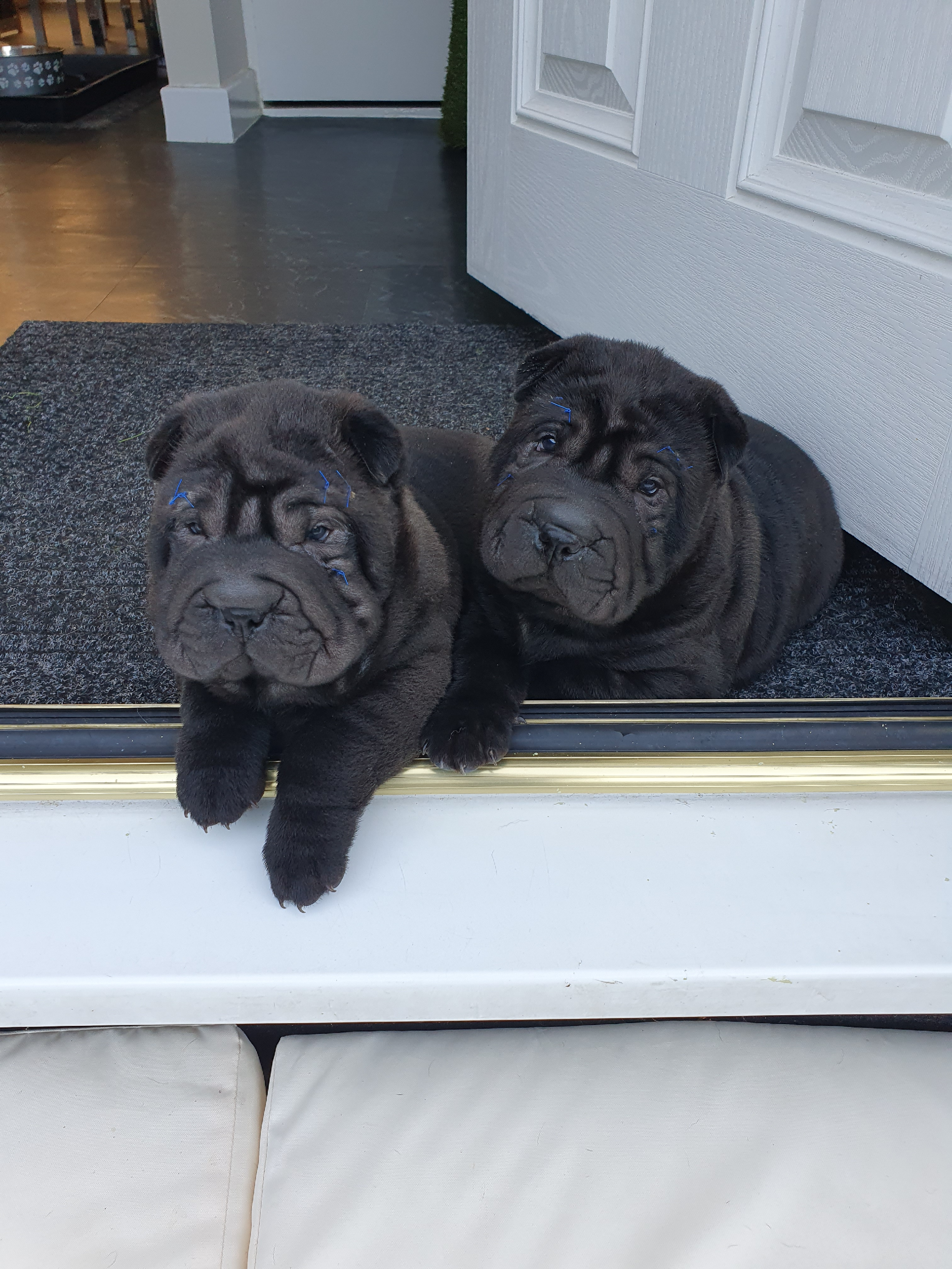 KC Registered stunning Shar Pei pups