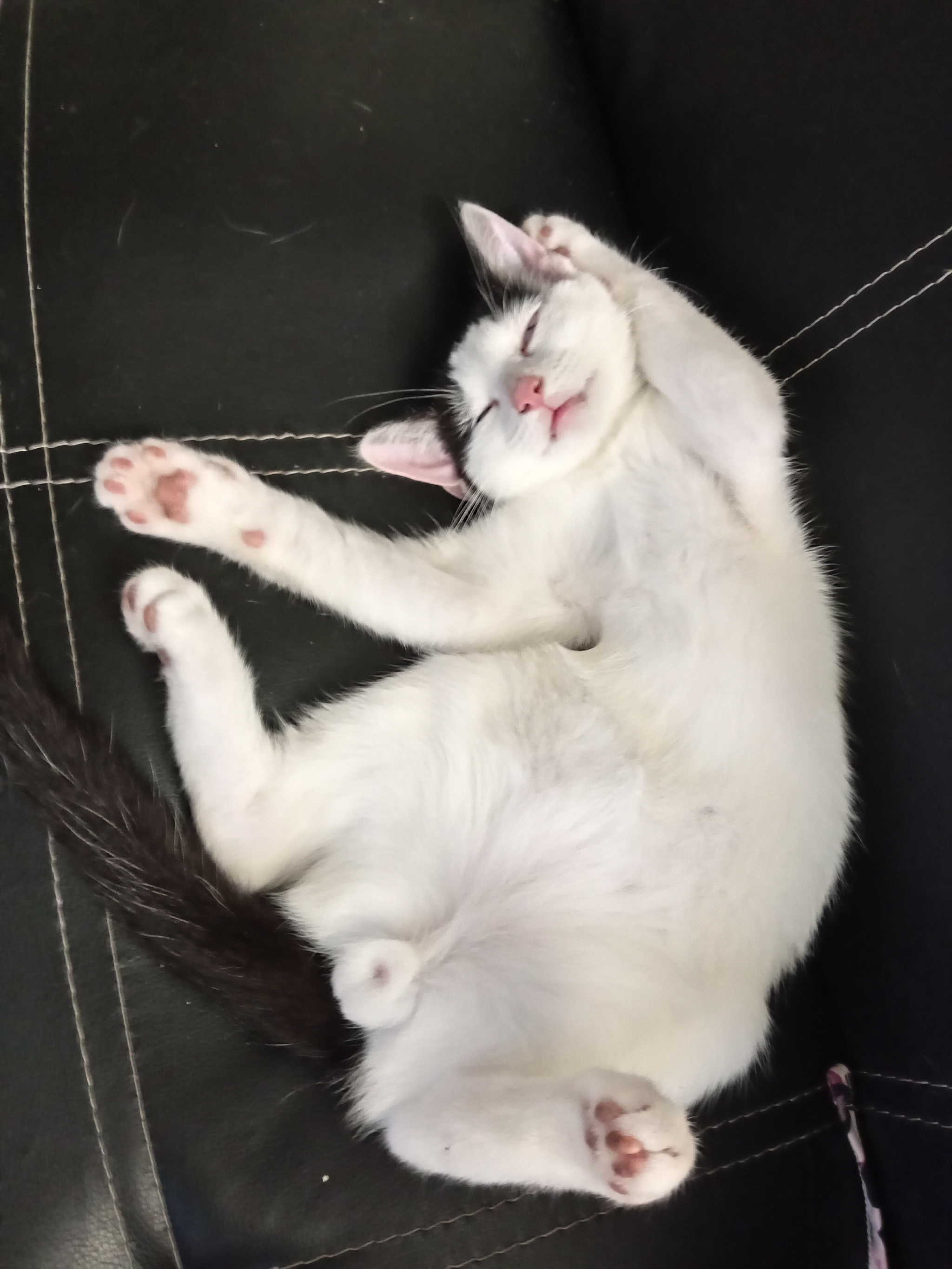 Domestic short hair