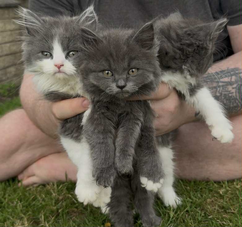 3 British Longhair Kittens for Sale