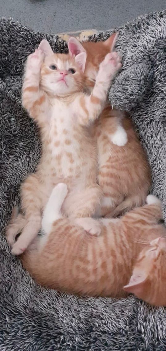 4 Beautiful kittens 