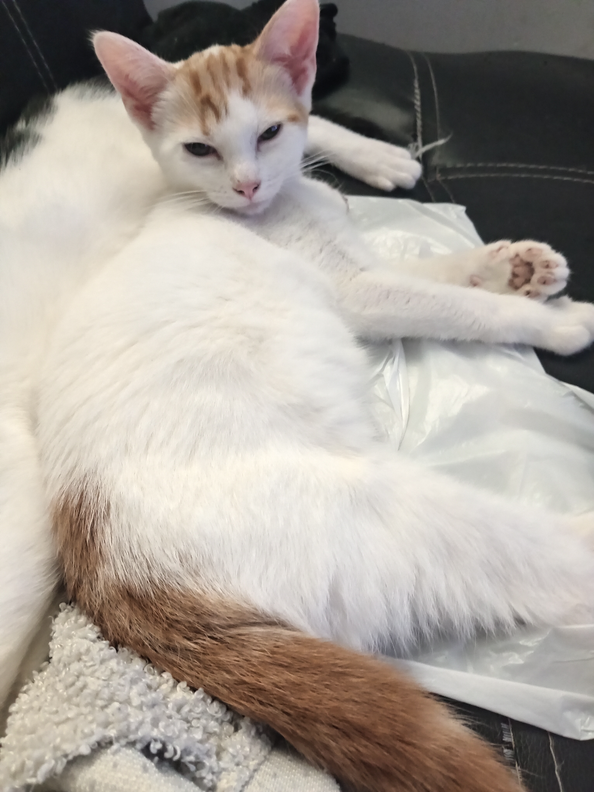 Domestic short hair 