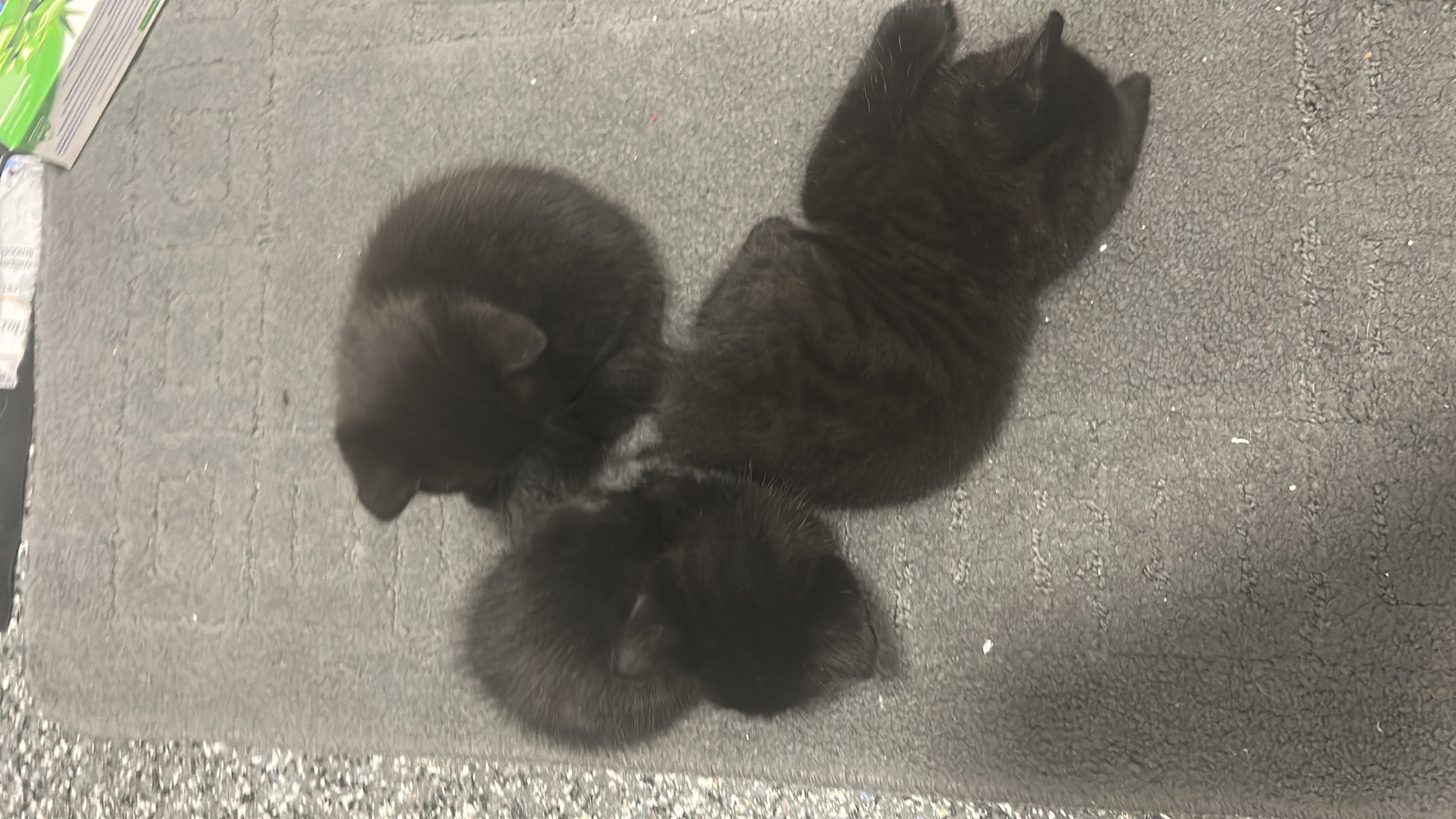 Kittens