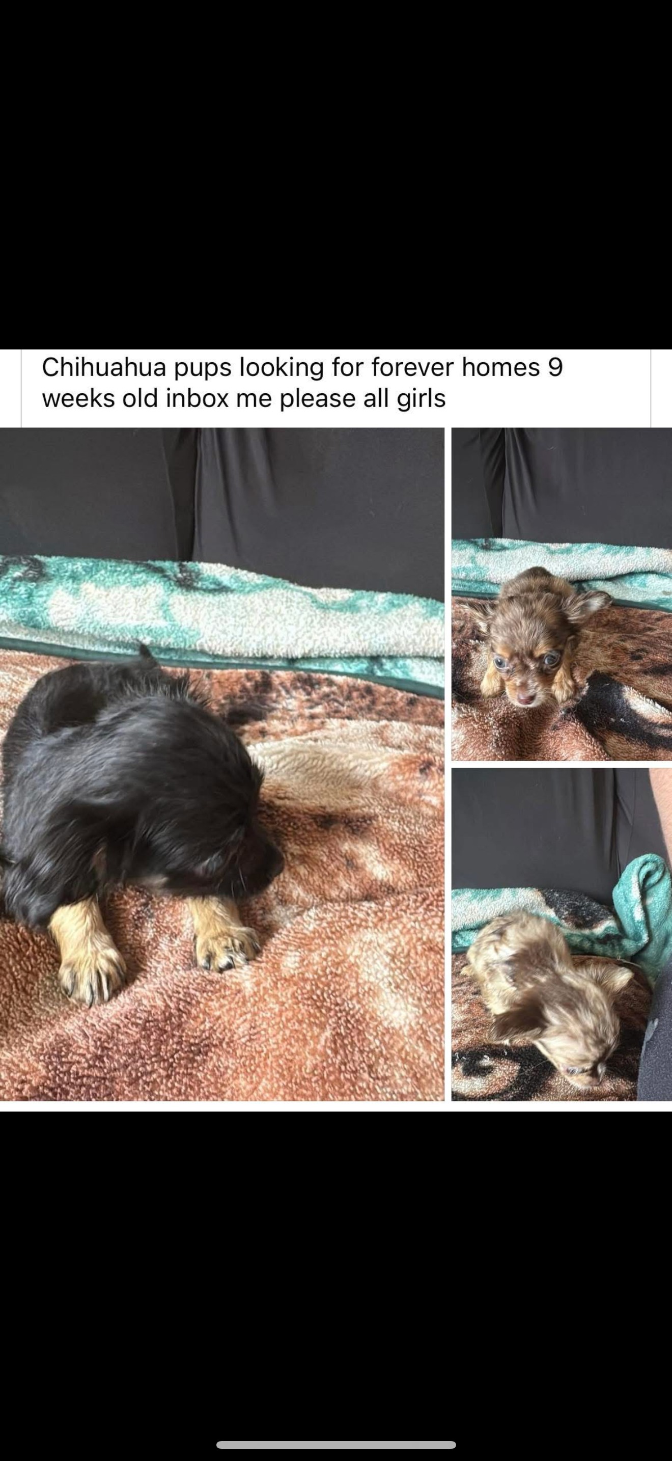 Chihuahua