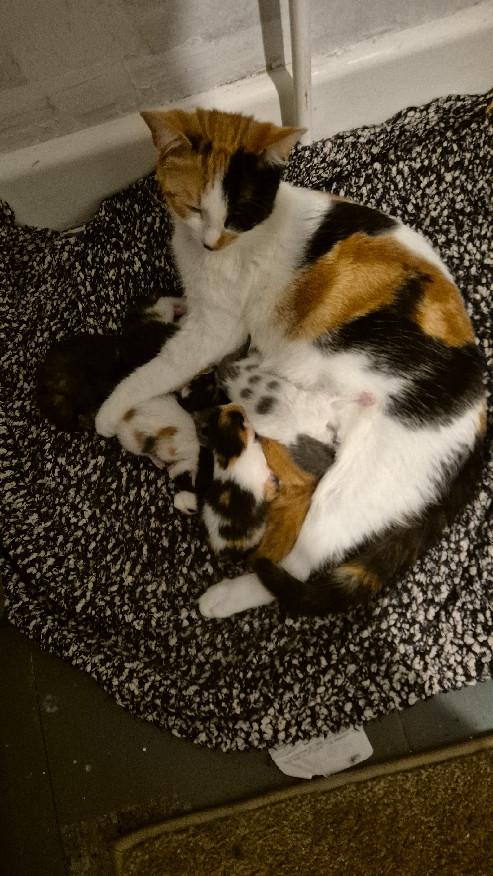 8 kittens ready in August 