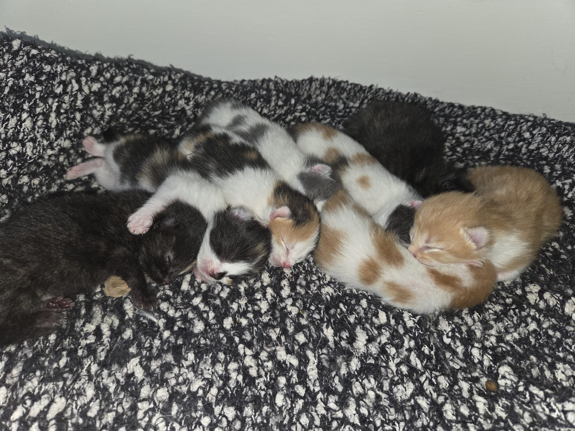 8 kittens ready in August 