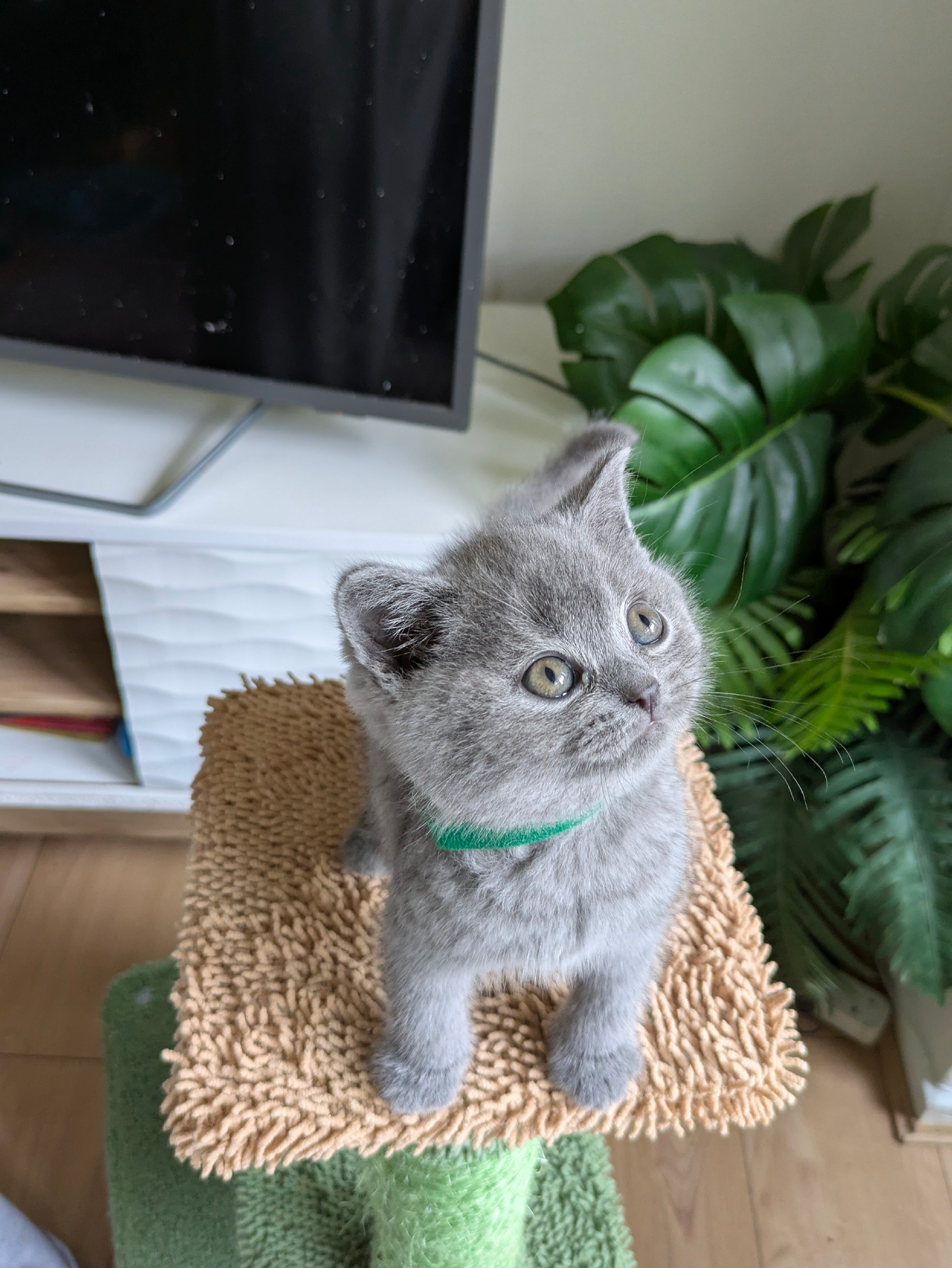 British shorthair