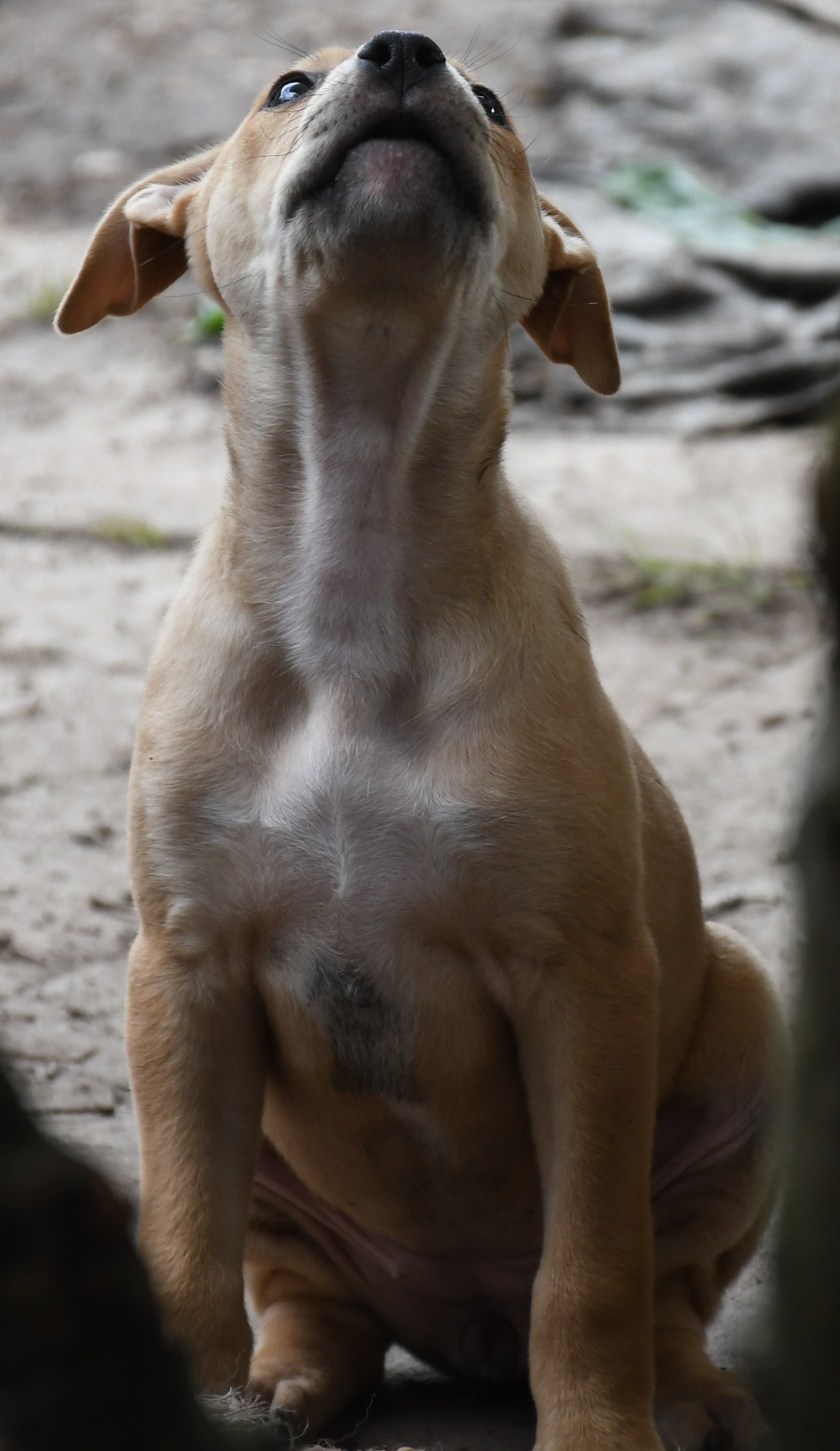 Lurcher Mix Puppies now ready for a home at 11 weeks old