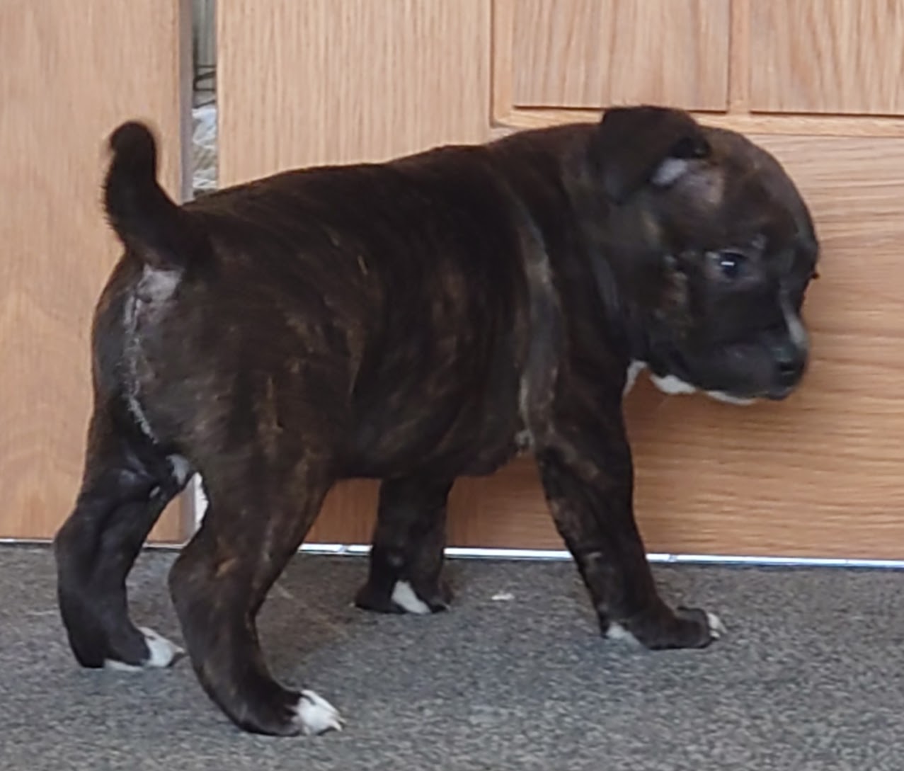 Stocky KC staffy bull terrier boy