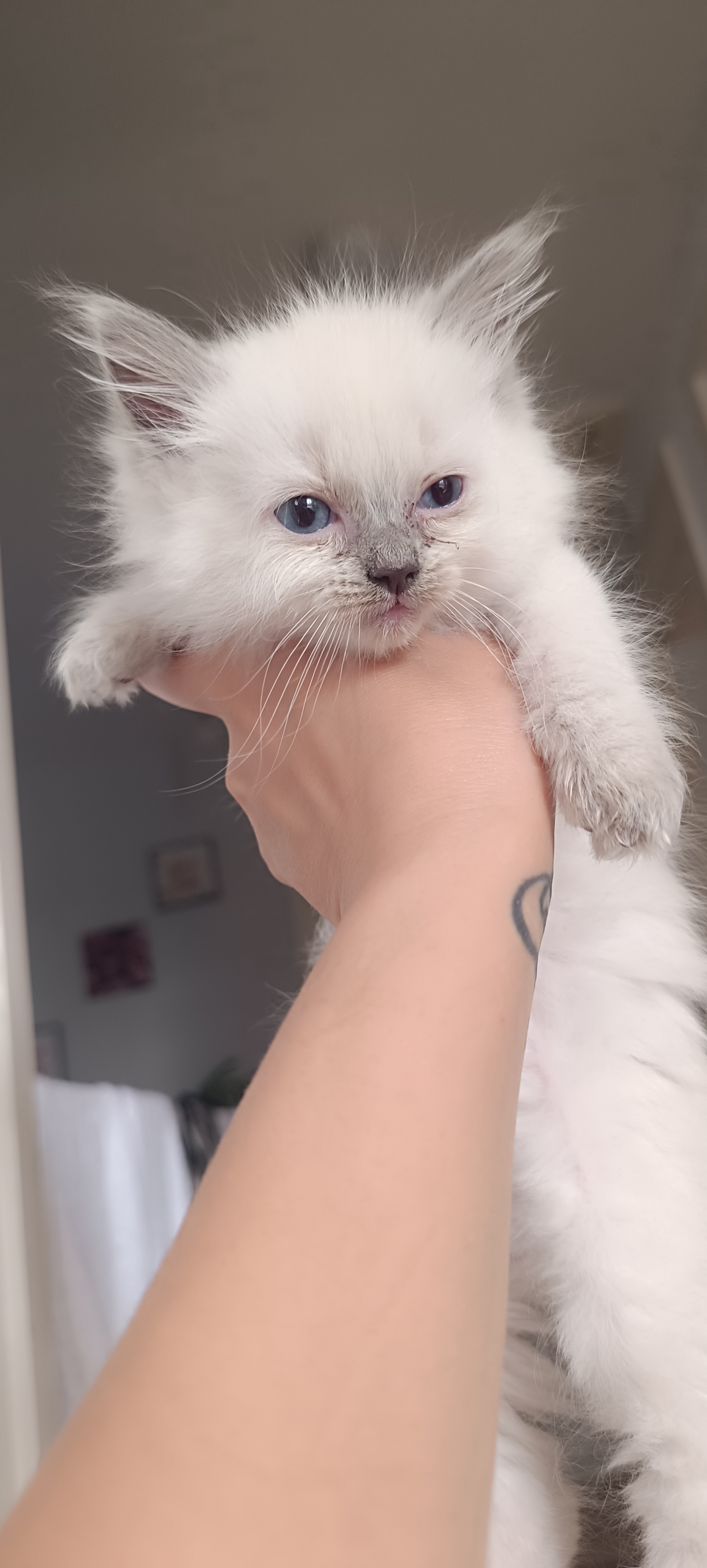 Beautiful Ragdoll kittens 