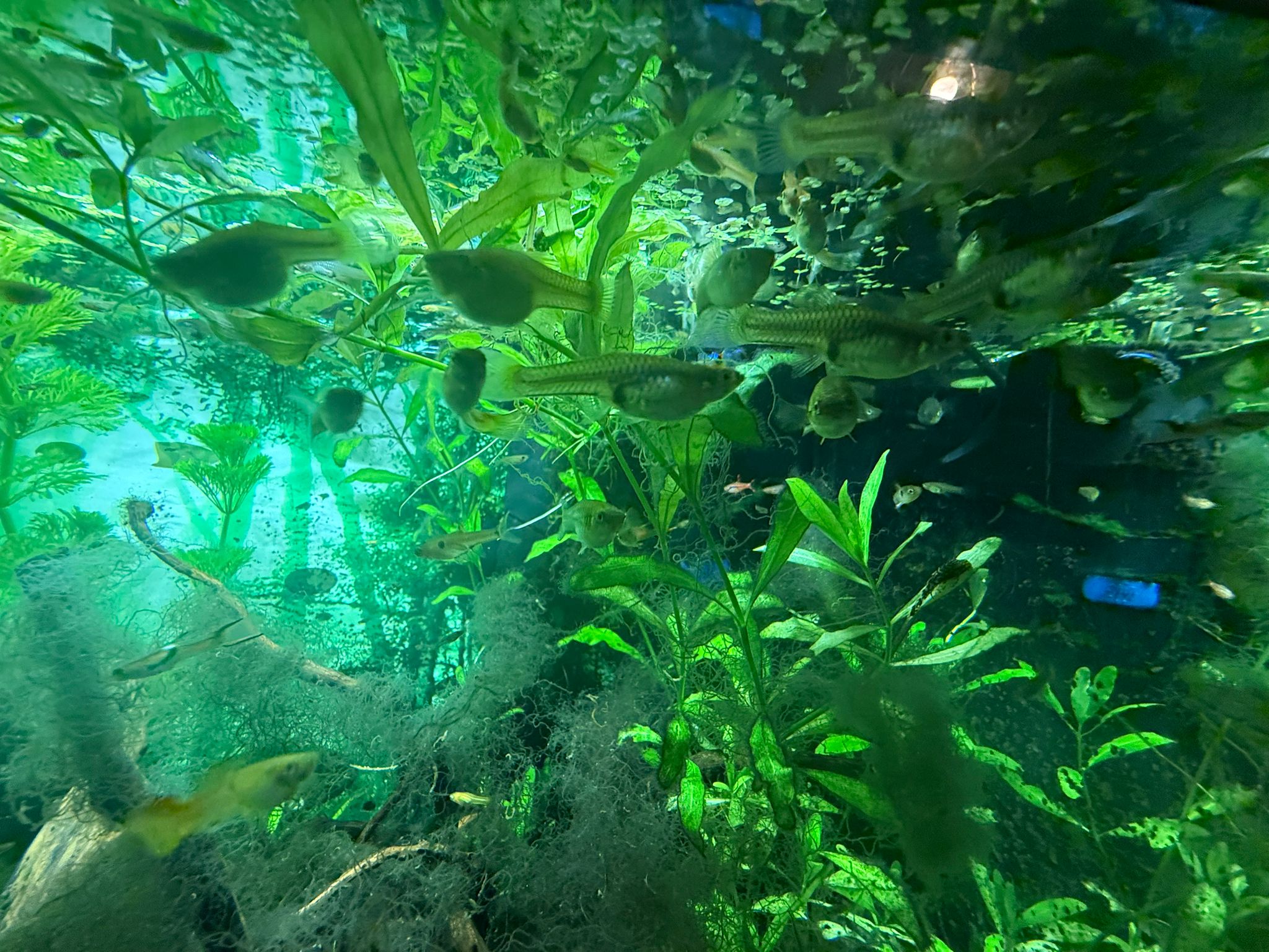 Female Guppy x10