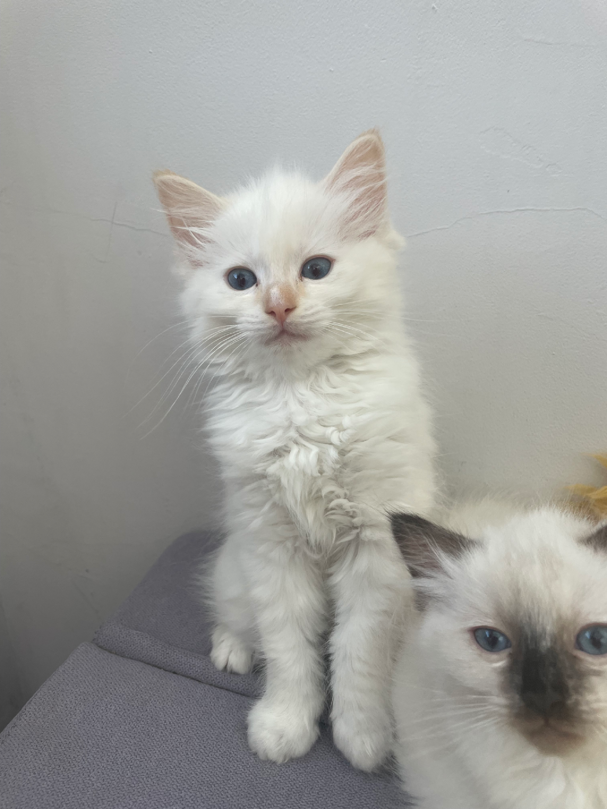 Beautiful Kittens 😻 Ready to go