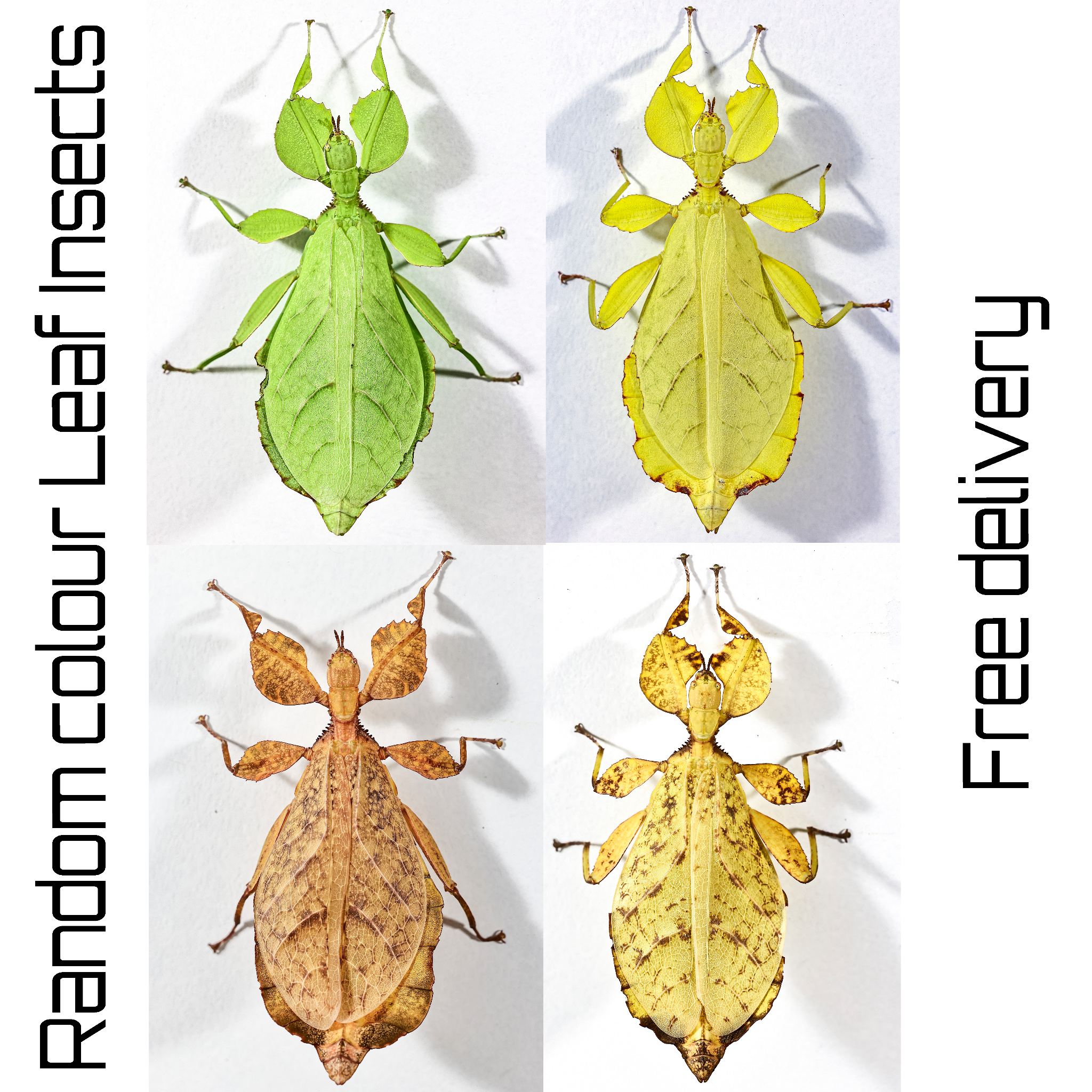 Two mixed colour nymphs Phyllium Leaf stick insect, 2-4 weeks old