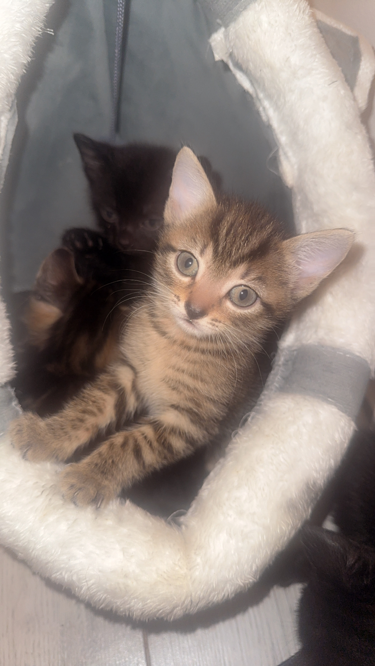 Stormie
