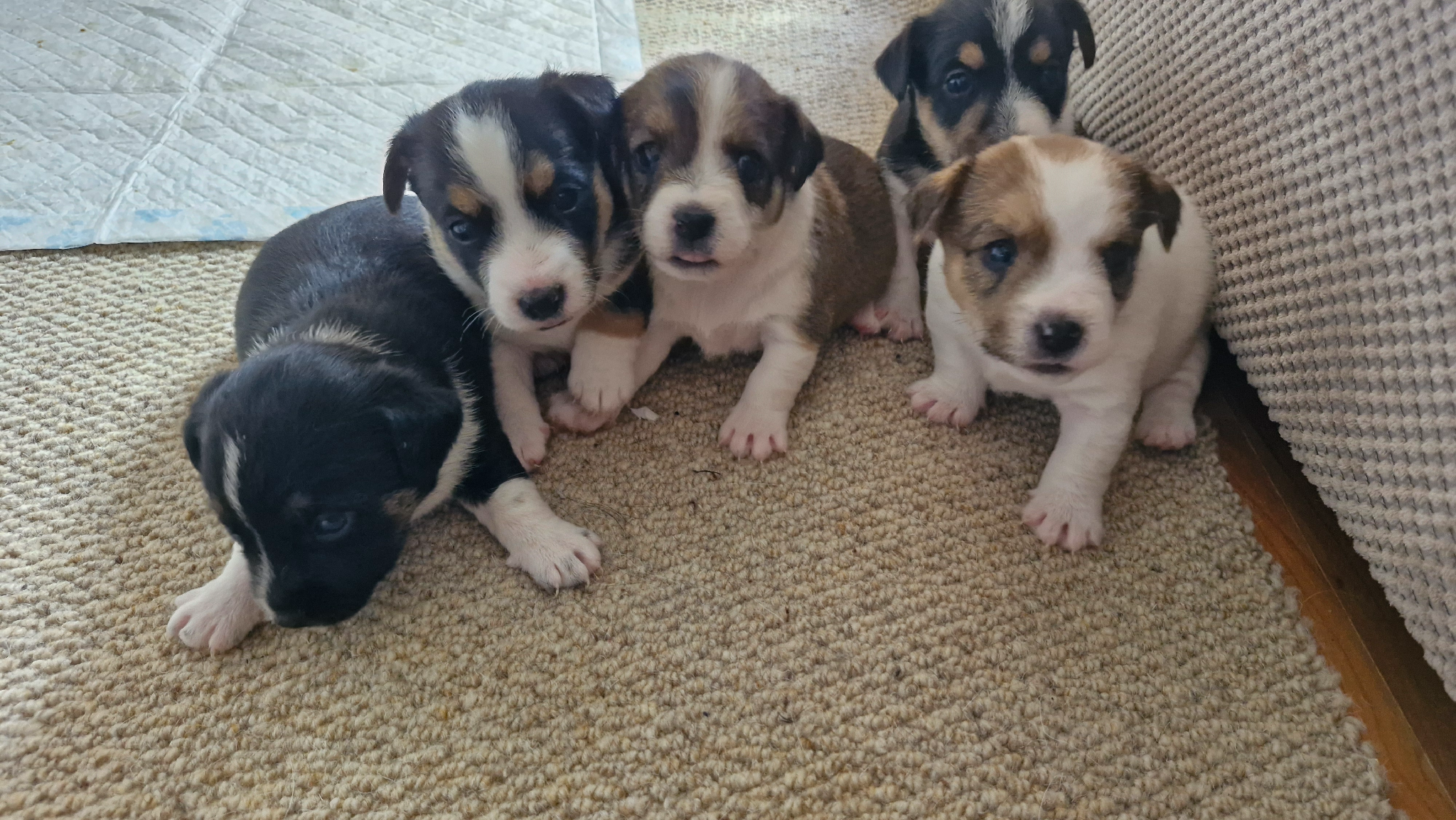 Jackapoo jack russell mix