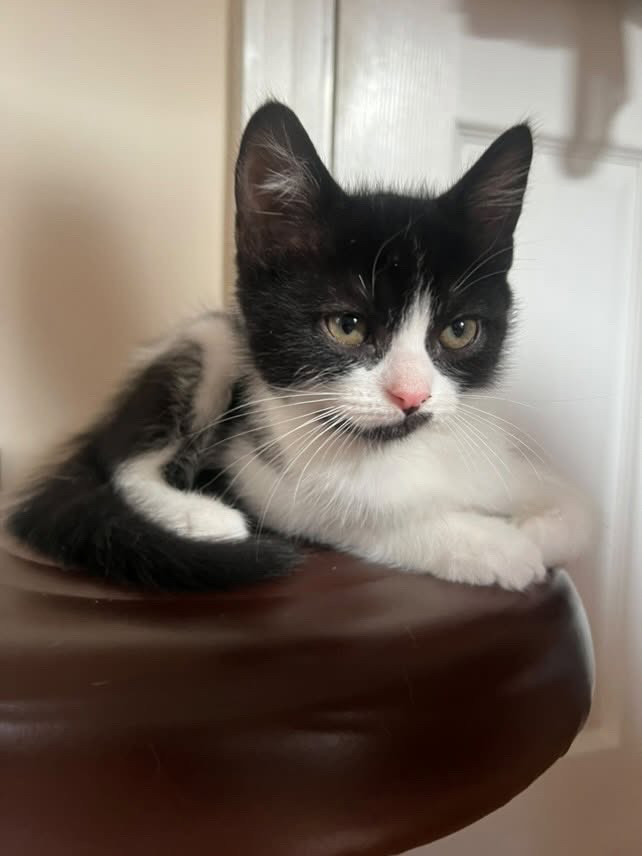 Kittens