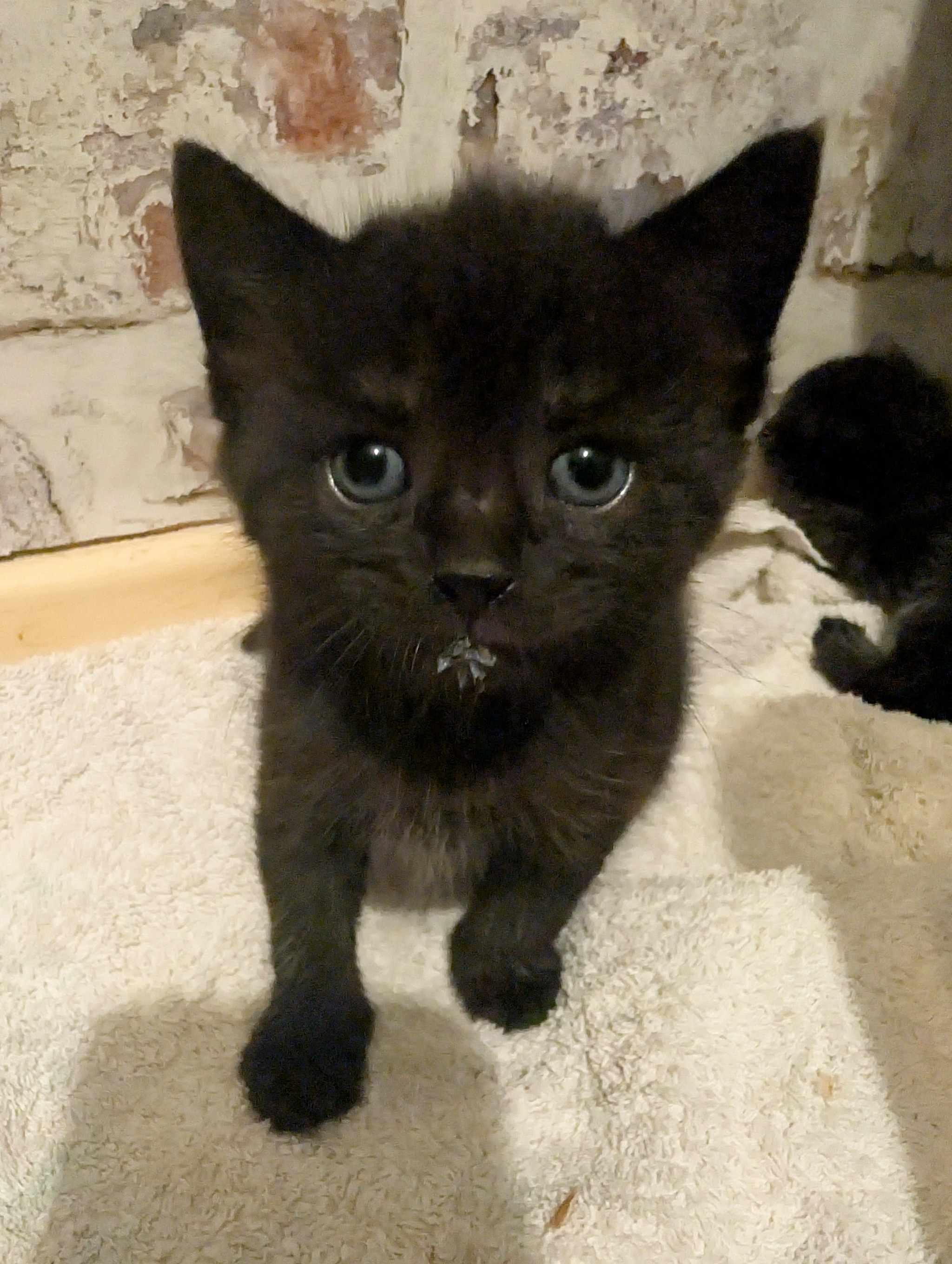 Kittens for sale