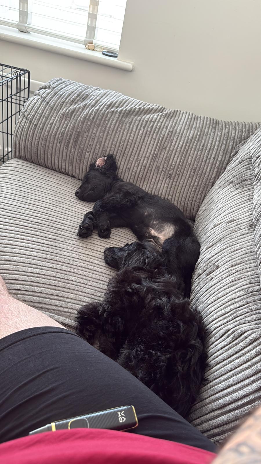 Cockapoo