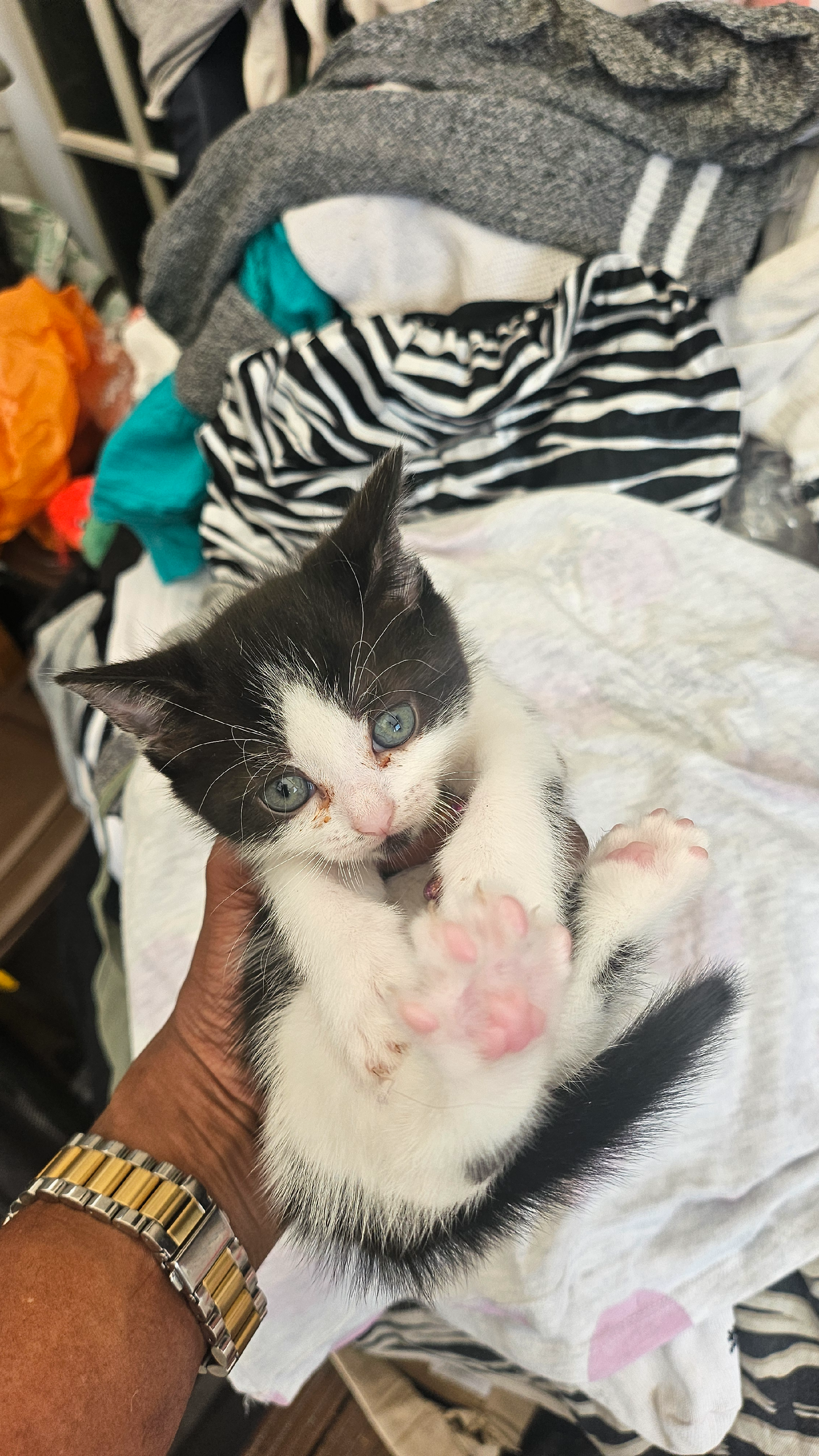 British short-hair & domestic shorthair mix kittens 