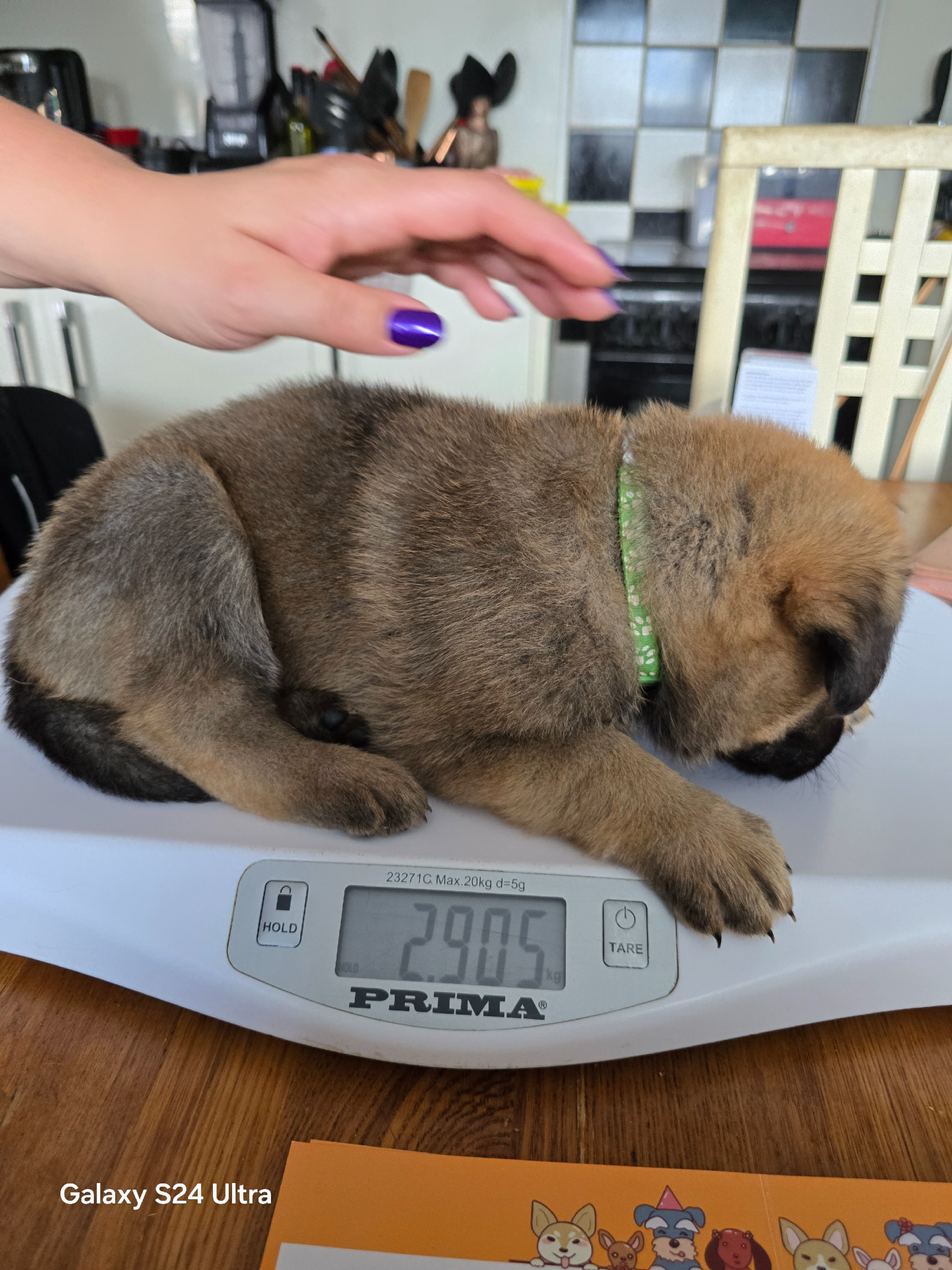 4 x KC Reg Shepherd Pups for sale 2b + 2g 