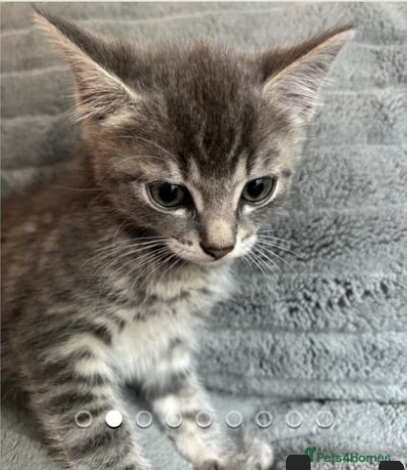 8 weeks old ready to go