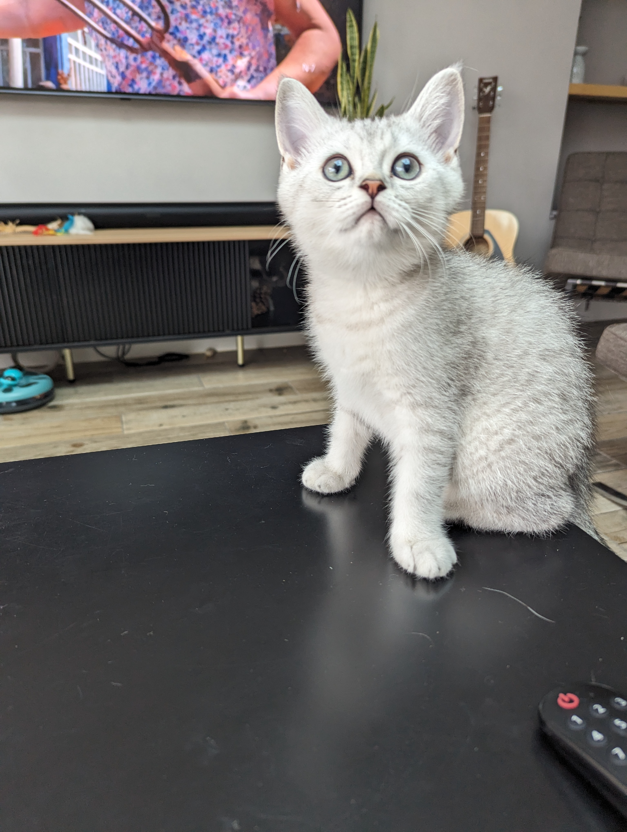 British shorthair kittens 