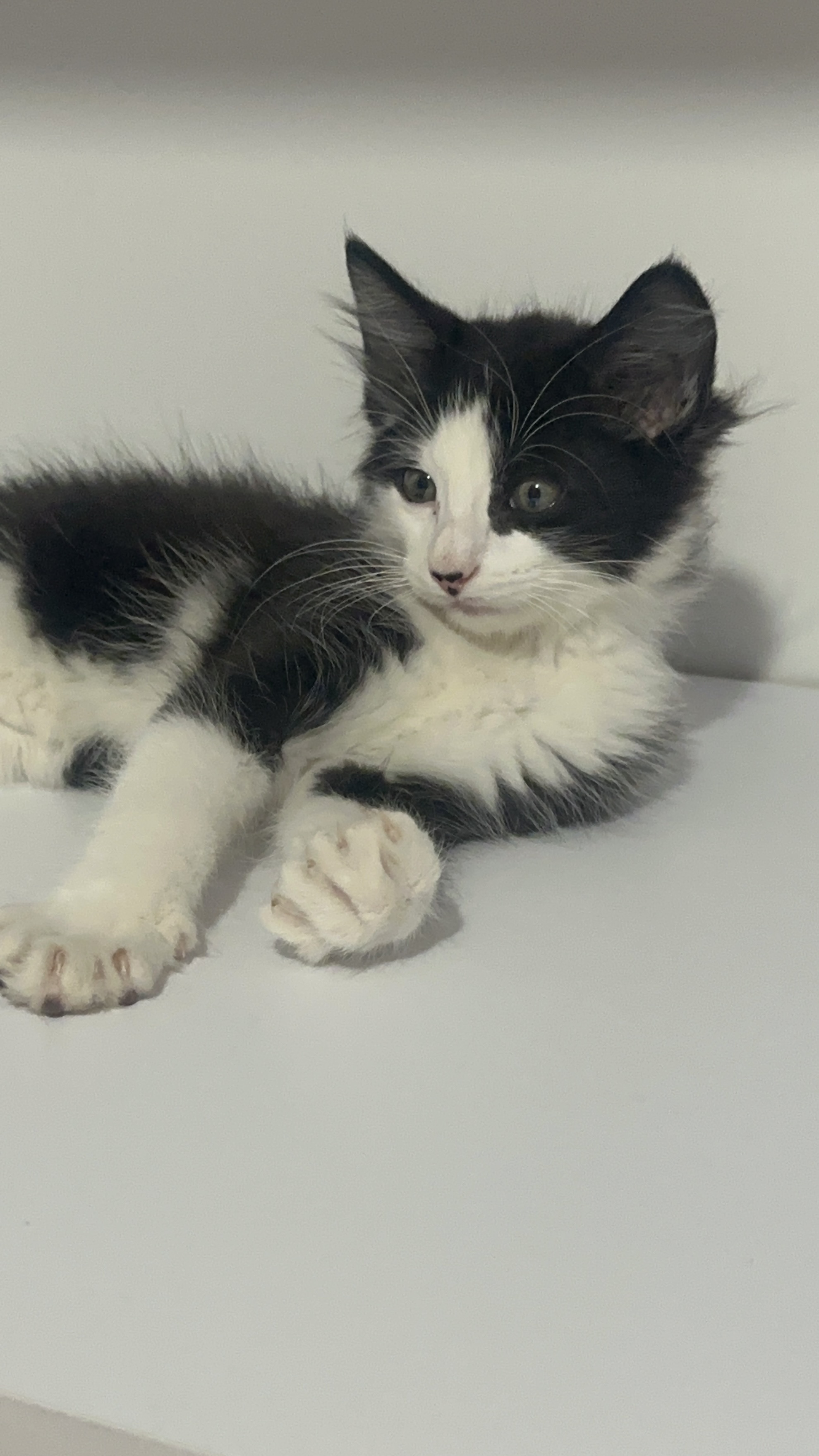 Ragdoll x British Longhair kitten 