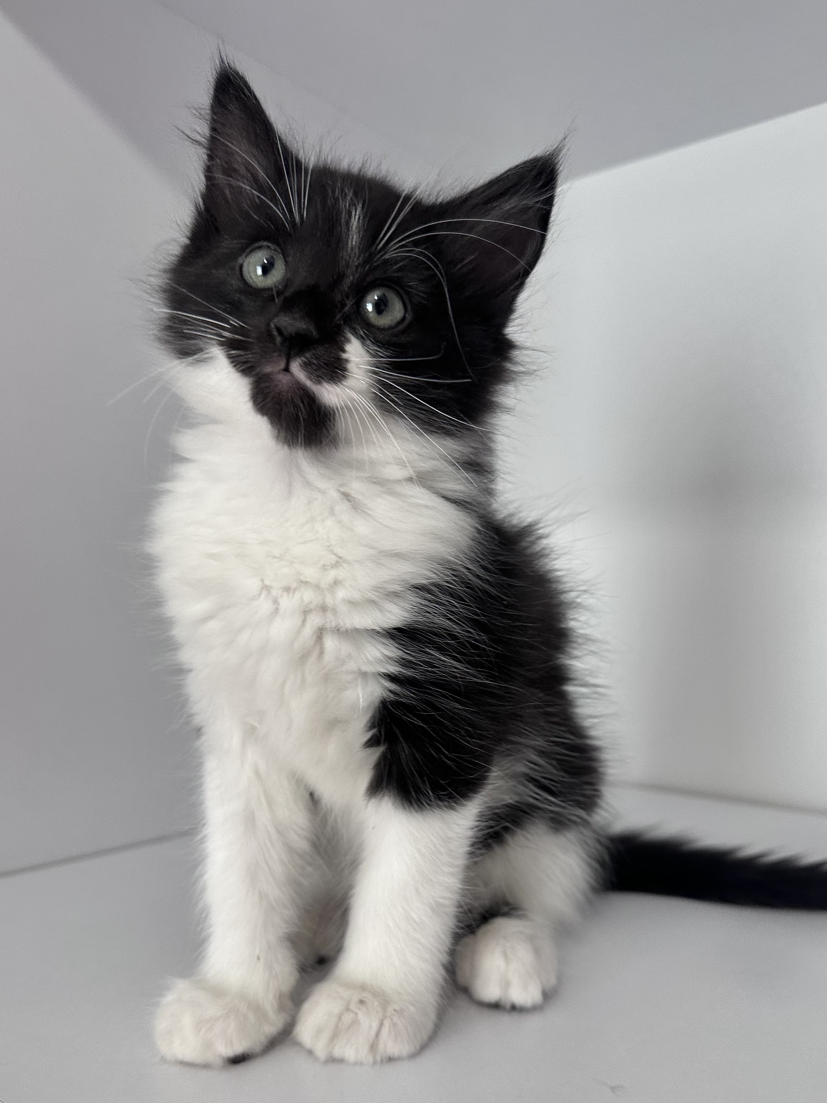 Ragdoll x British Longhair Kitten 