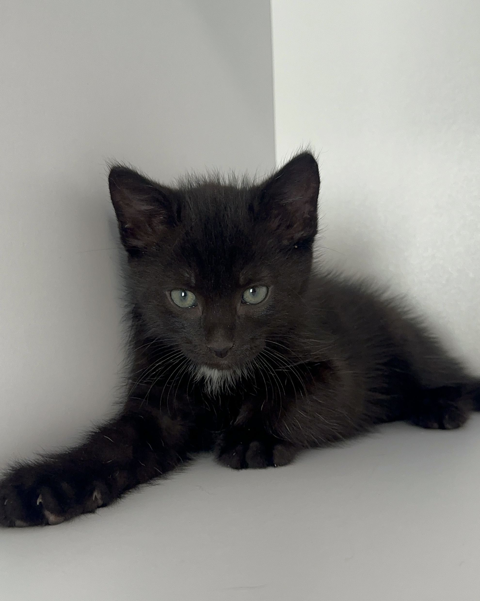 Ragdoll x British Longhair Kitten 