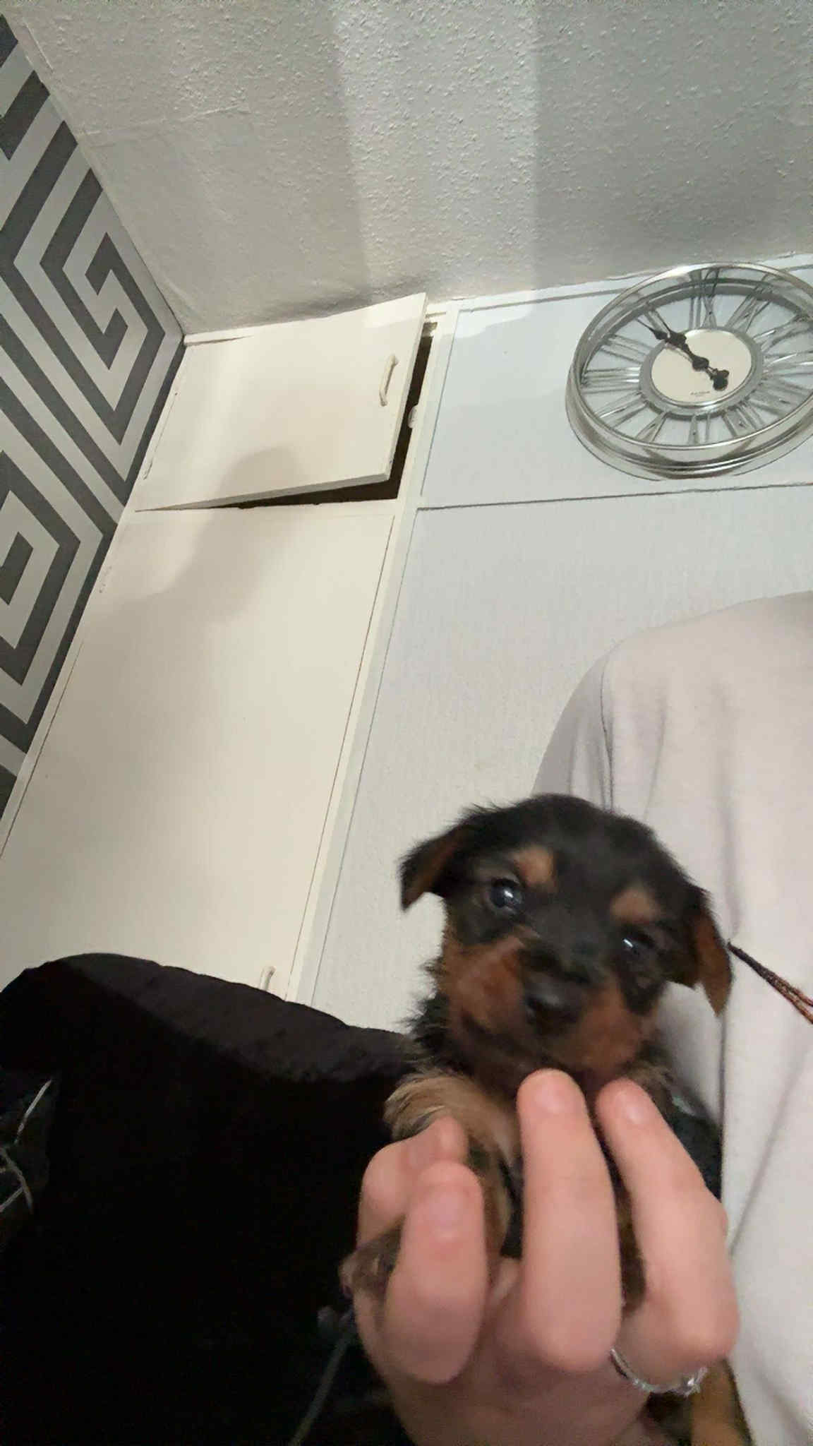 Yorkshire terrier puppies 