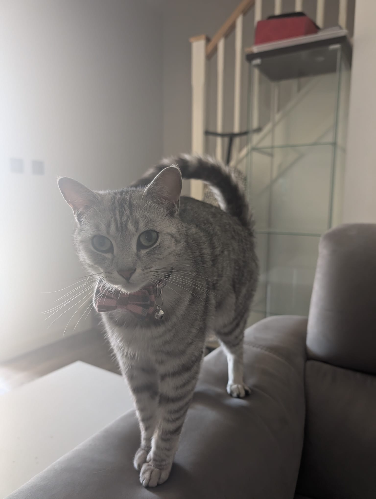 Ezio 
