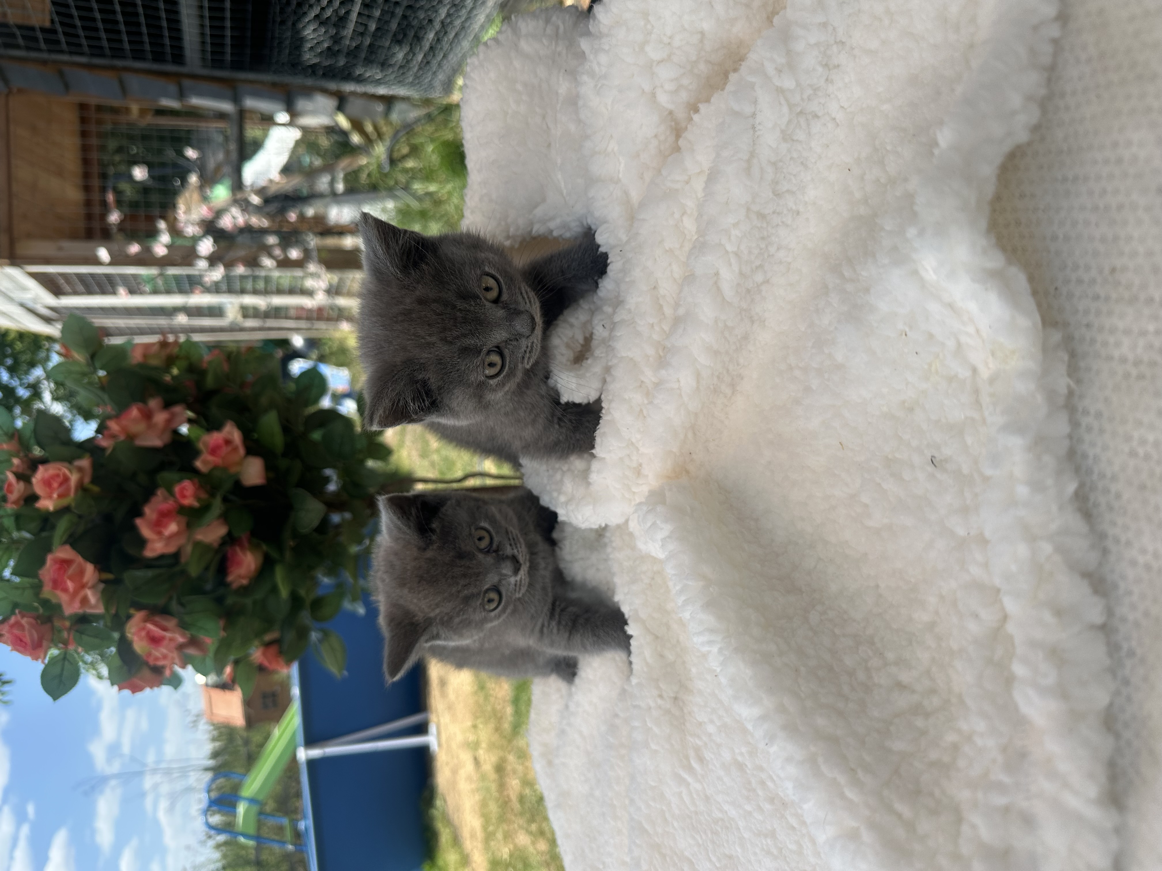 British shorthair 