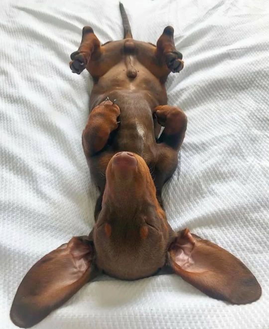 Milo the miniature dachshund 