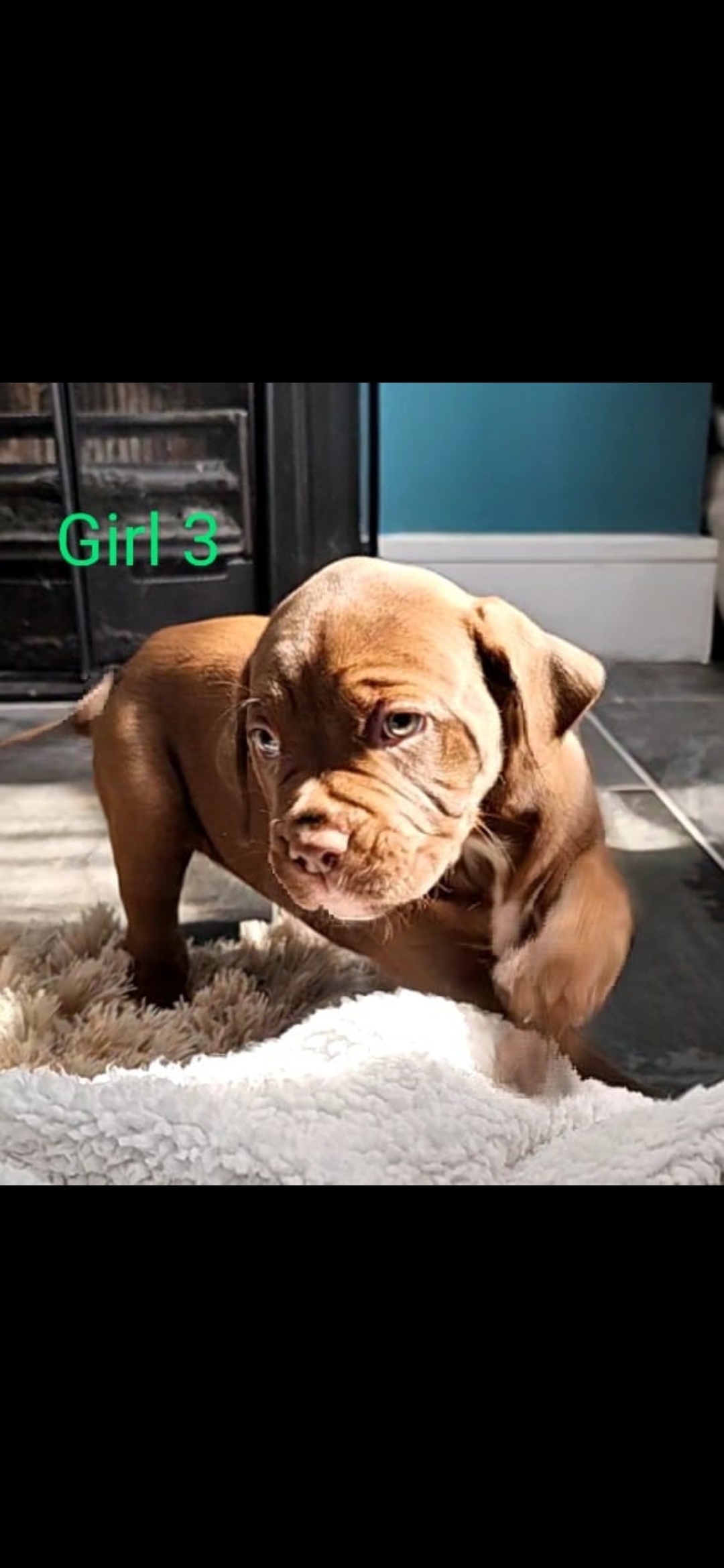 Cane corso cross mastiff