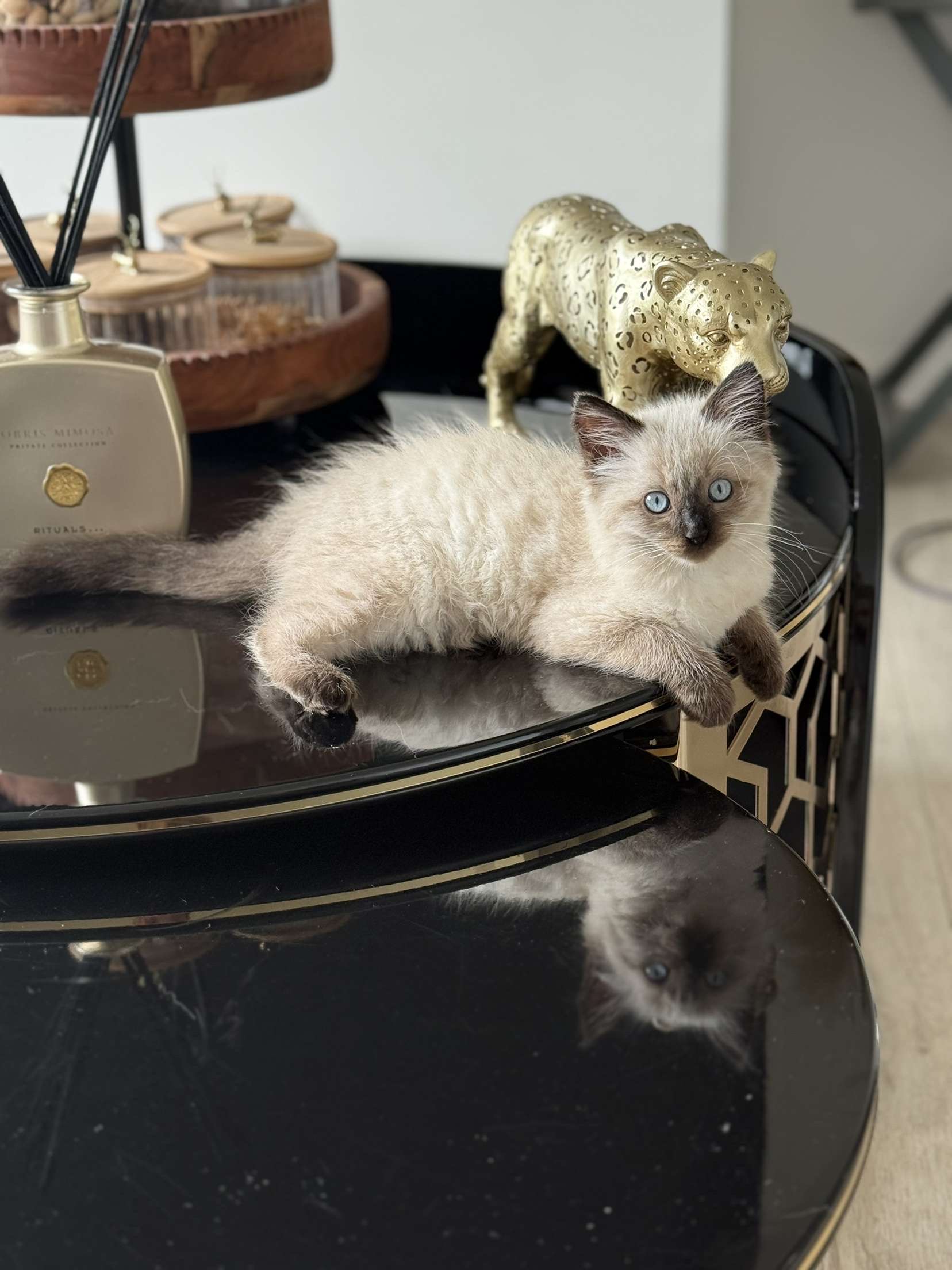 Beautiful Persian Ragdoll