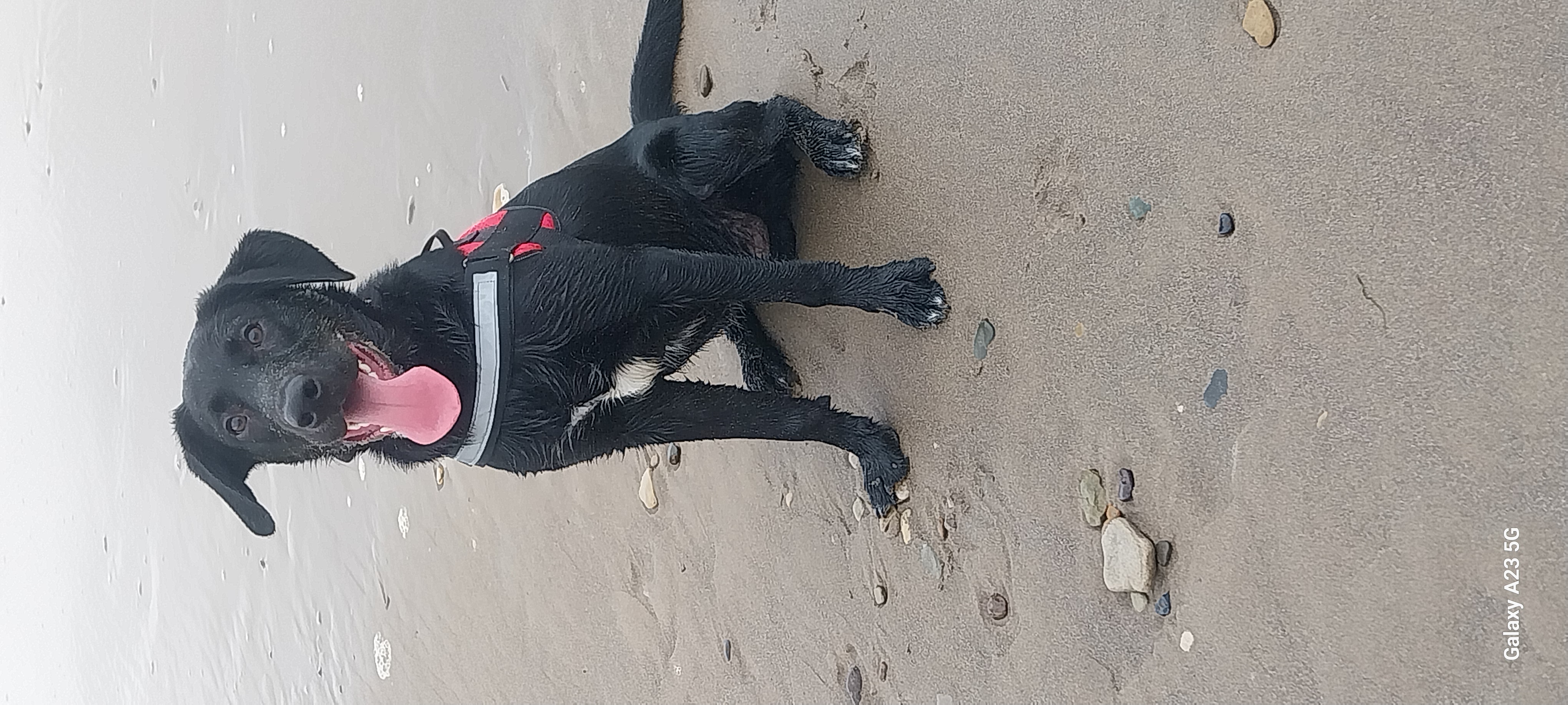 11mth old male lab x collie