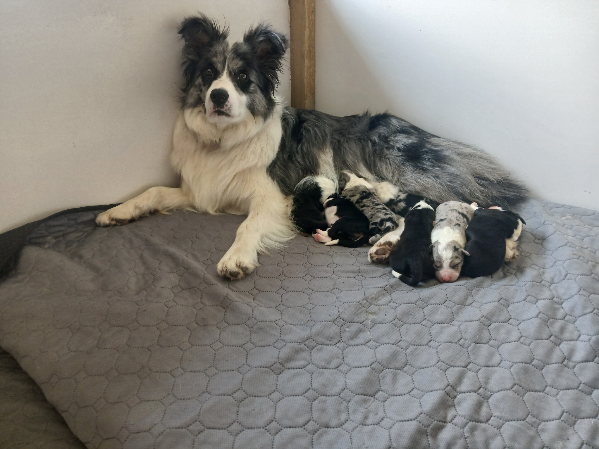 KC registered Border collies 