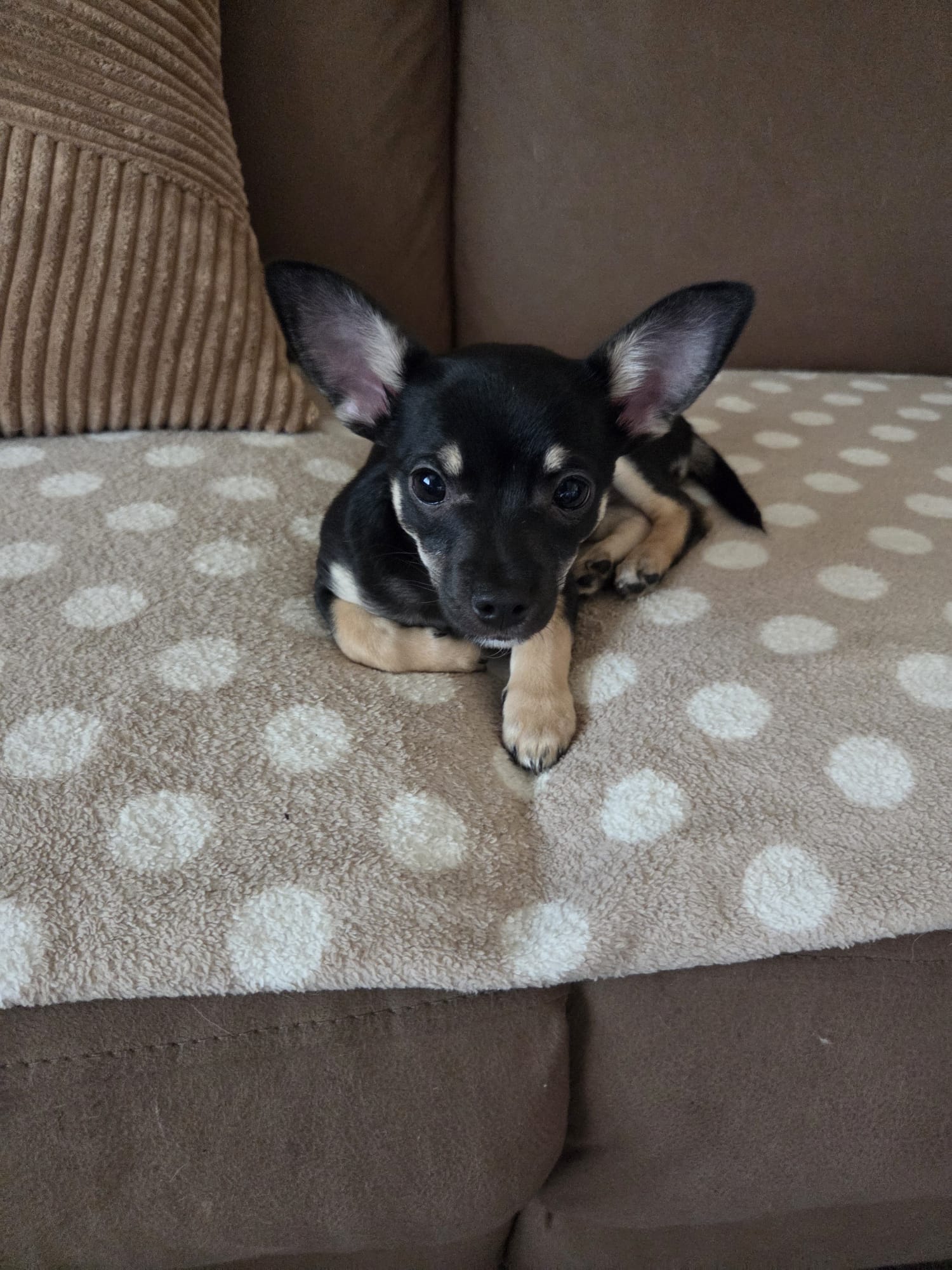 Chihuahua pup