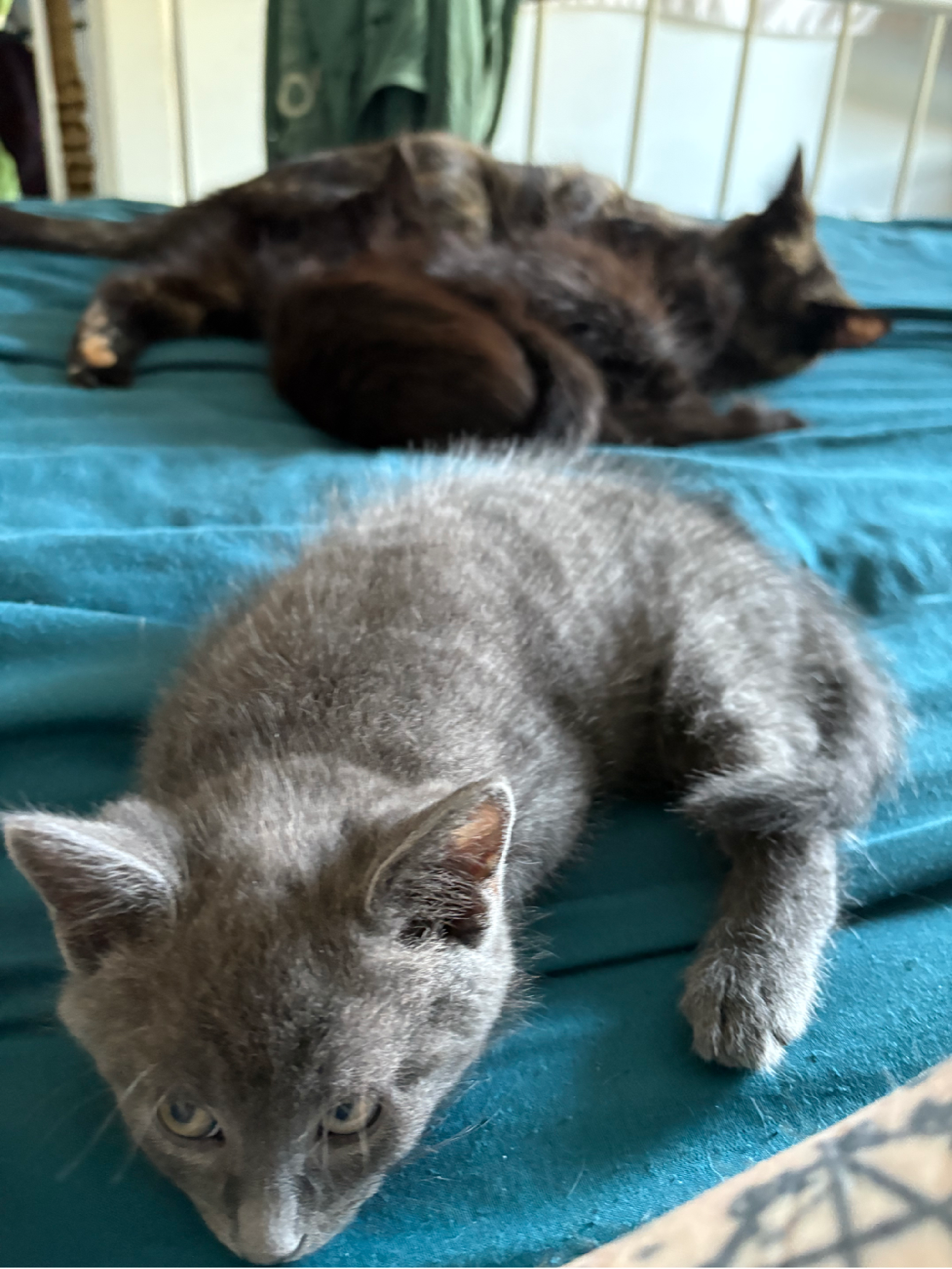 3 Beautiful Kittens Looking For Their Families