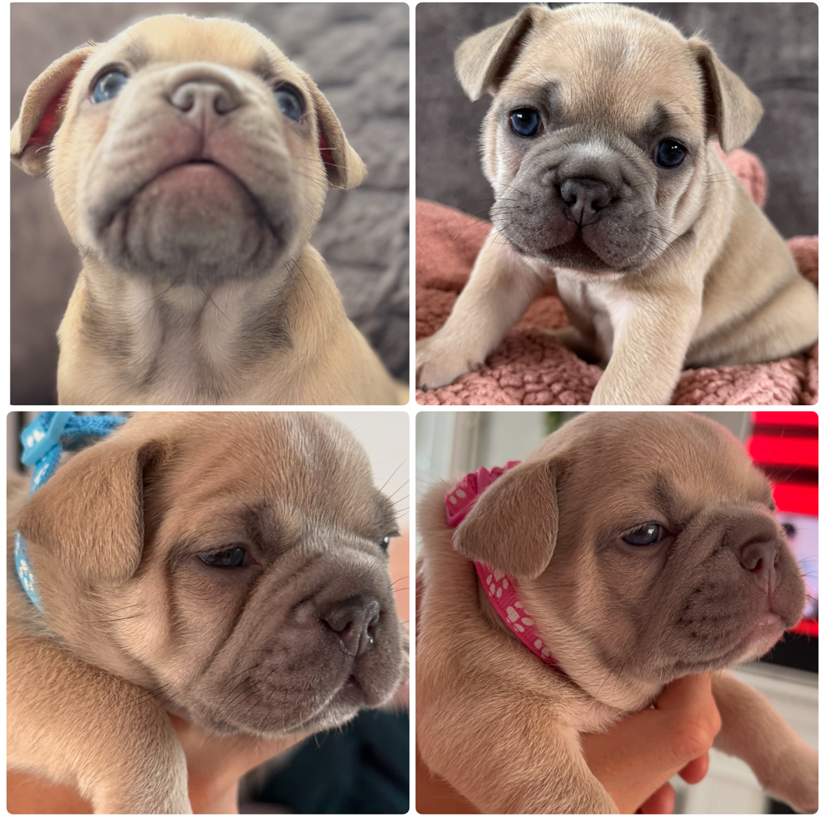 Lilac fawn puppies ( I own mom & dad)