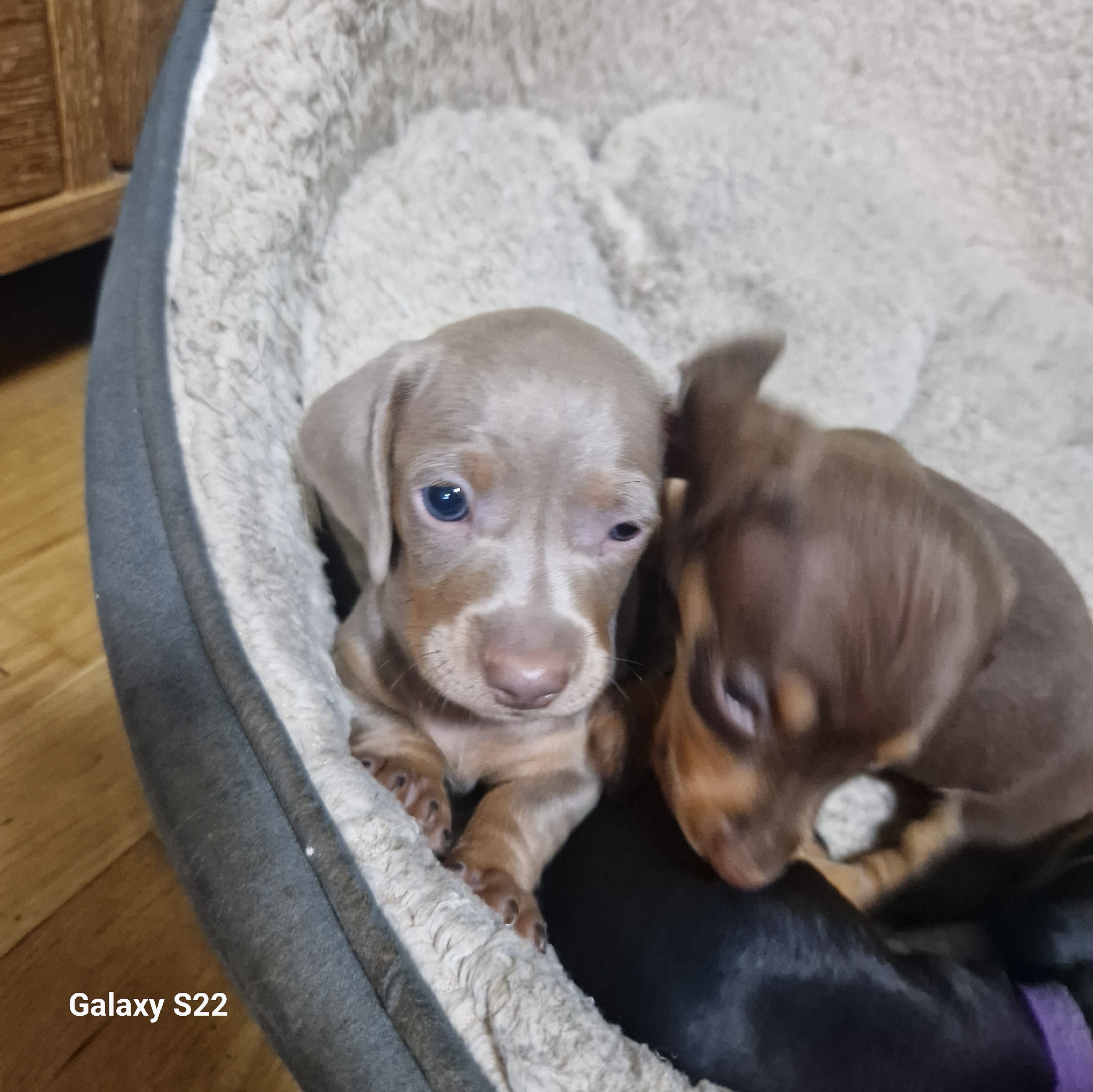 Dachshund Puppies