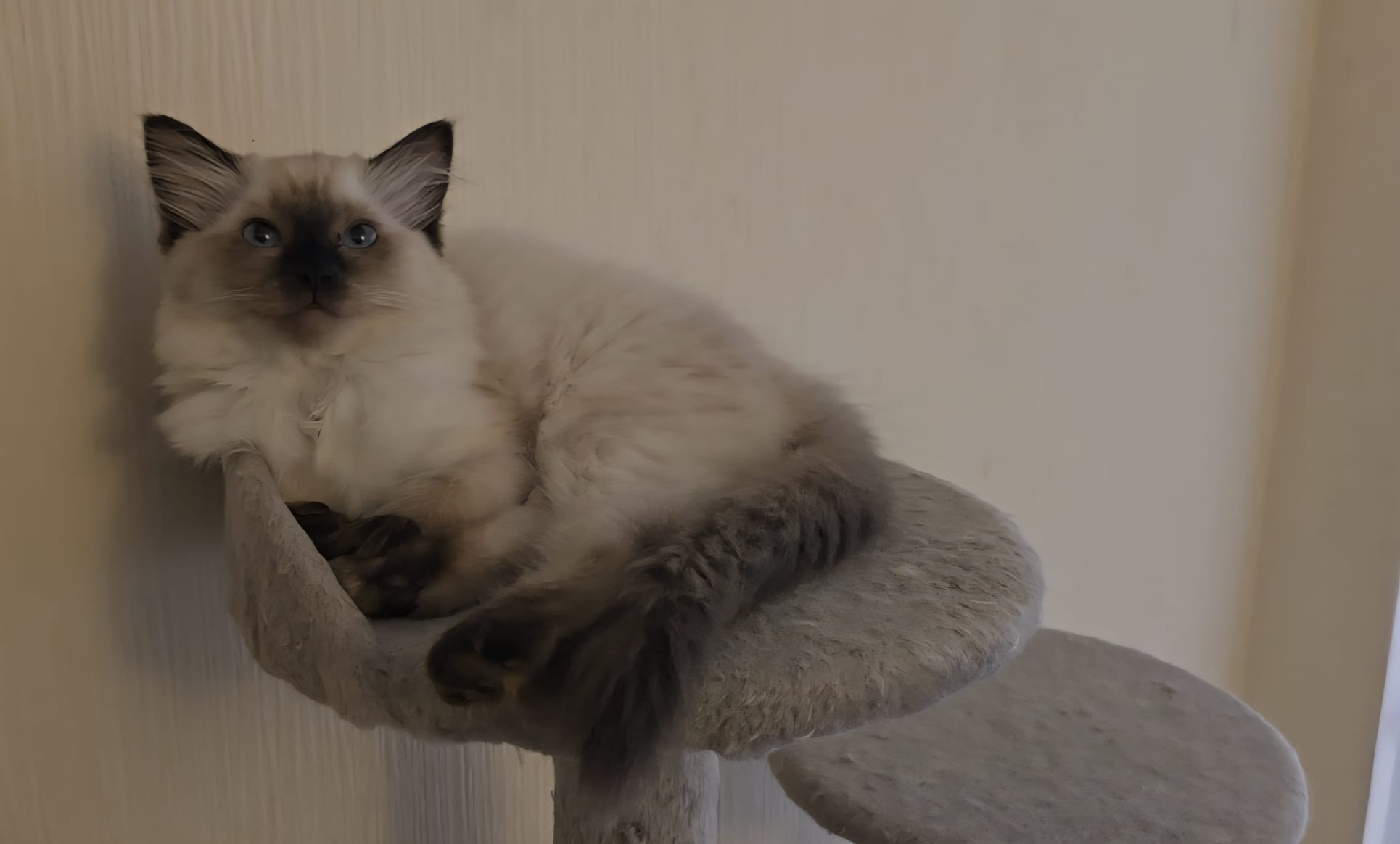 Stunning GCCF Ragdolls