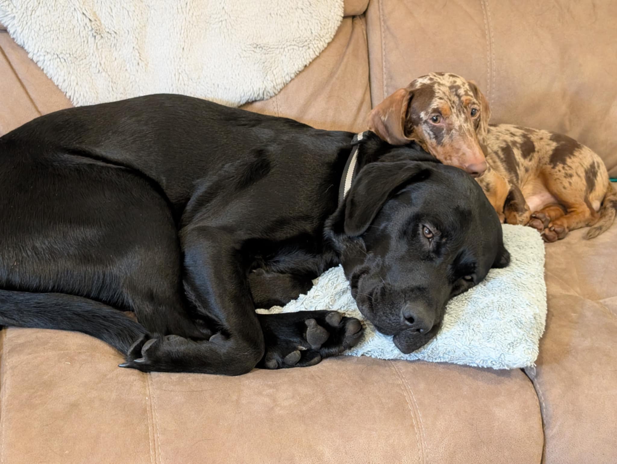 Dachshund for Sale - Double Dapple
