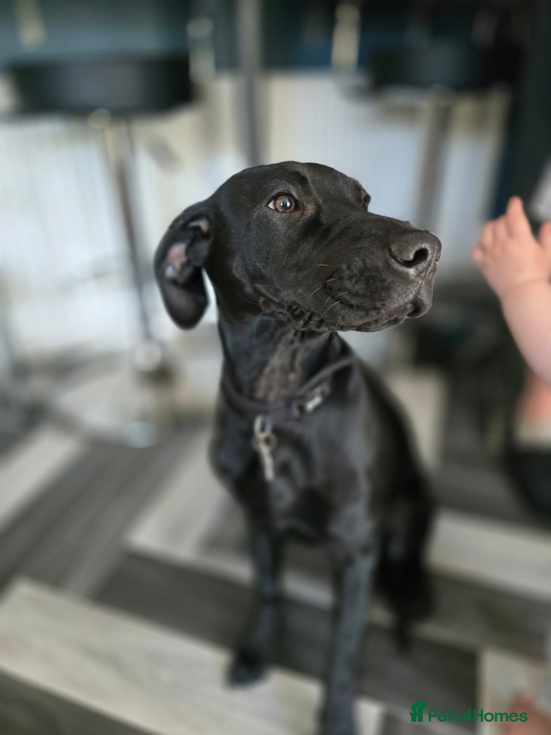 5.5 minth beautiful labrador boy 