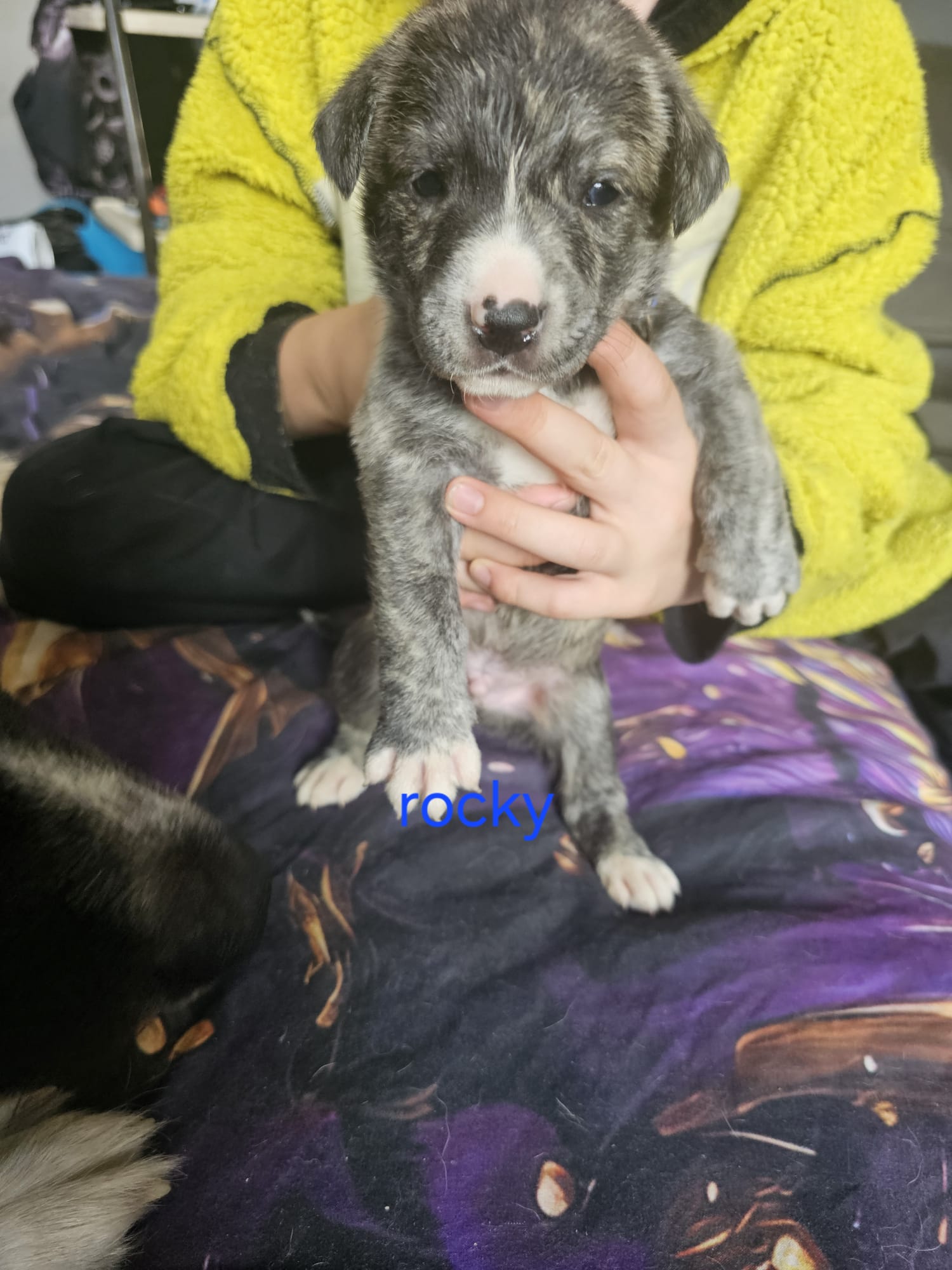 Akita cross puppies