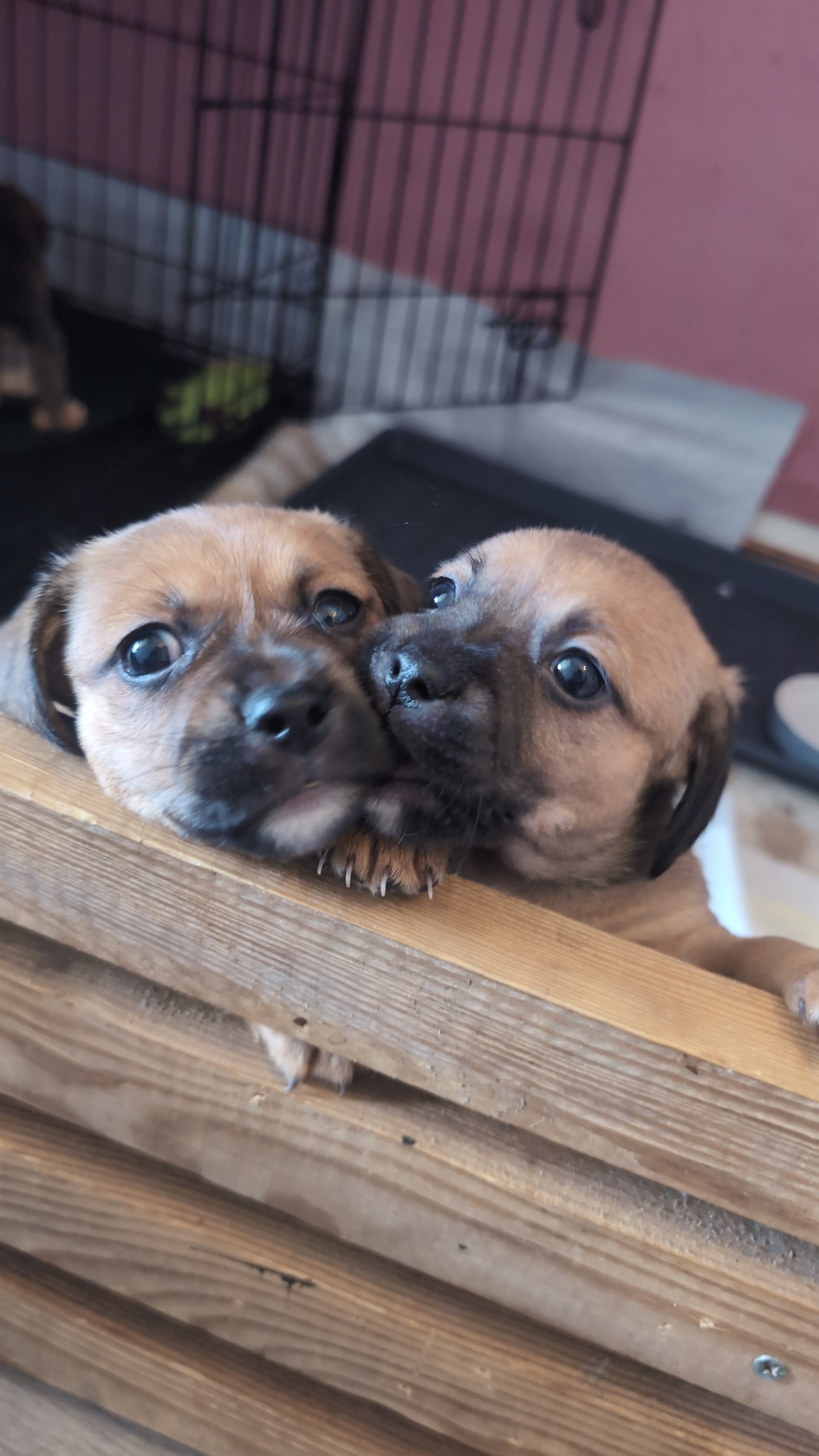 Dachshund/ Shih Tzu Puppies