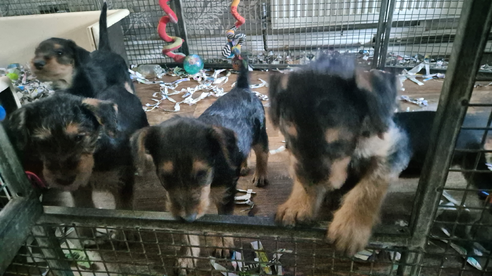 Airedale puppies