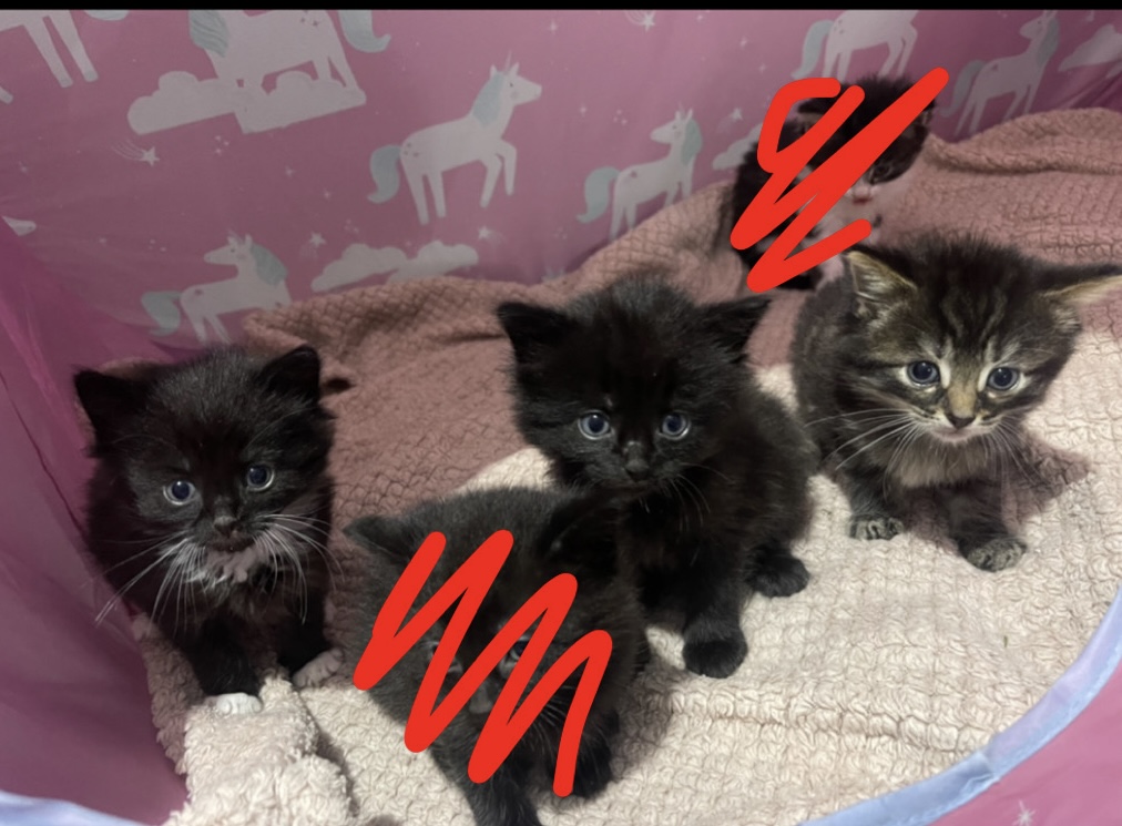 3 boy kittens for sale 