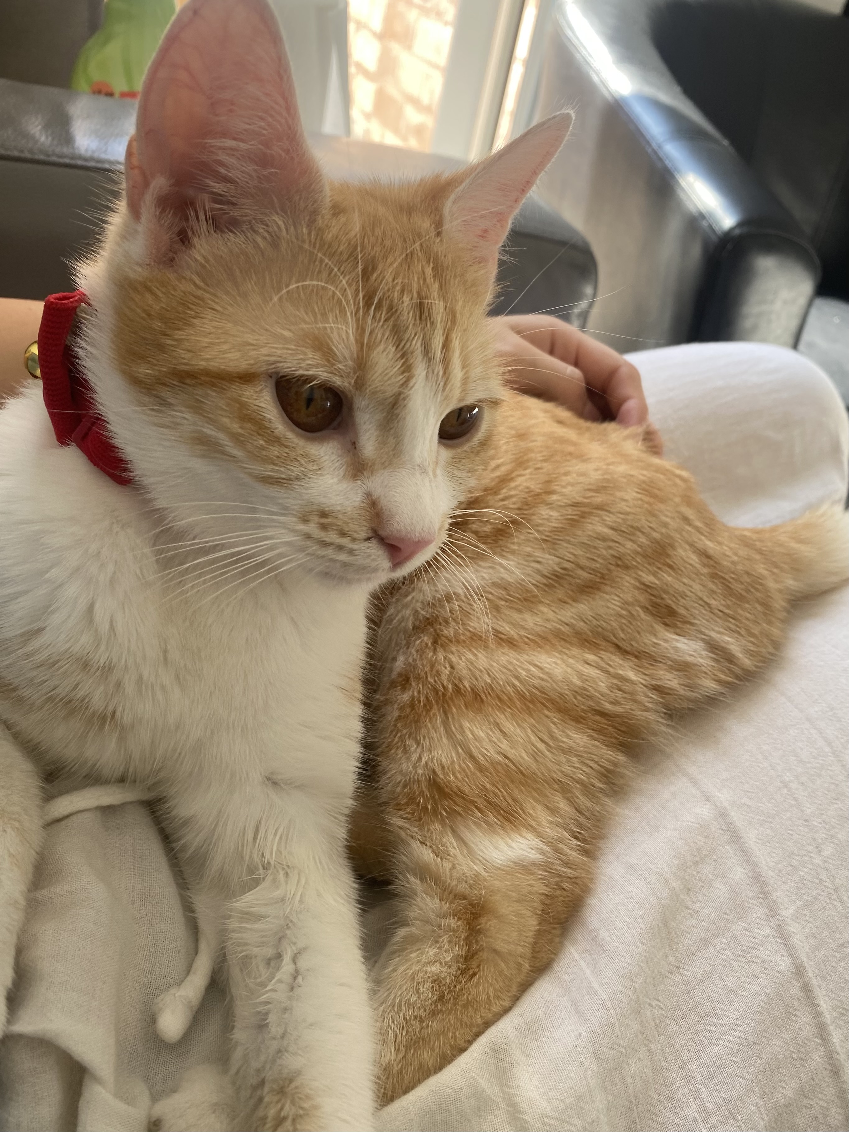 Simba