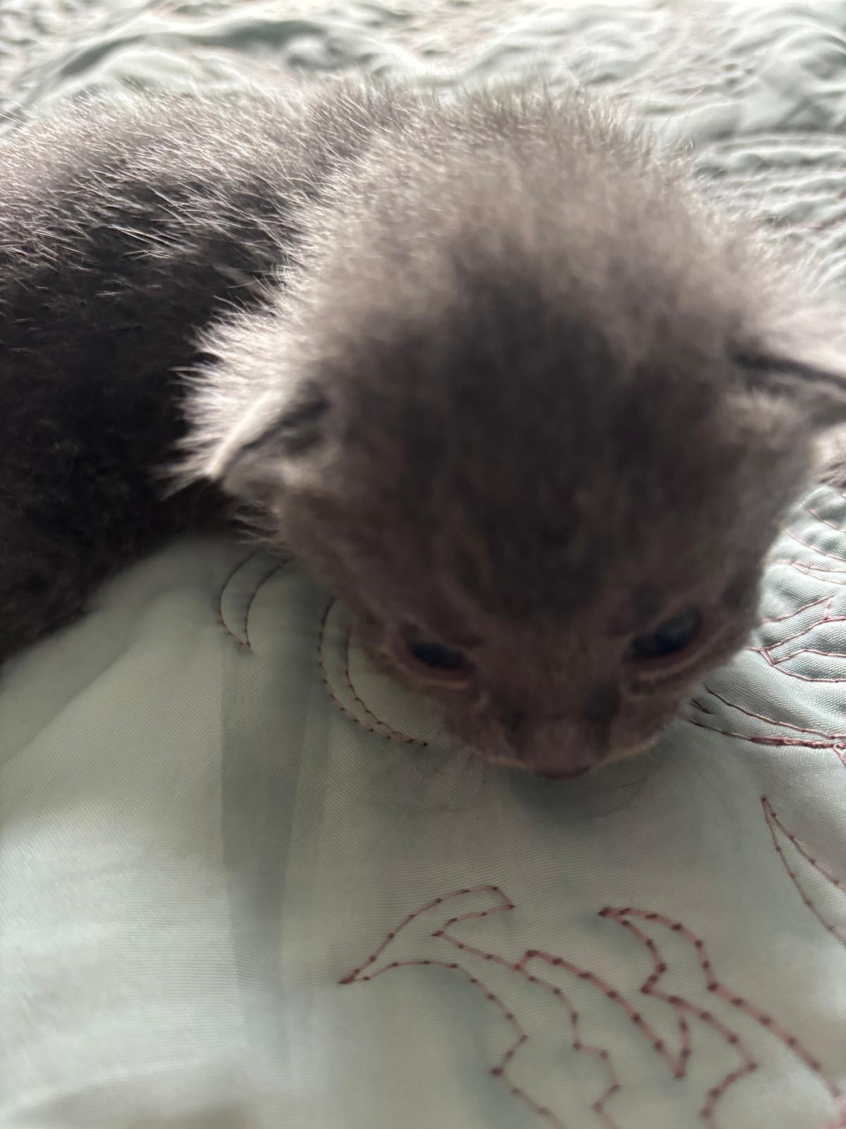 Russian Blue Kittens for sale 